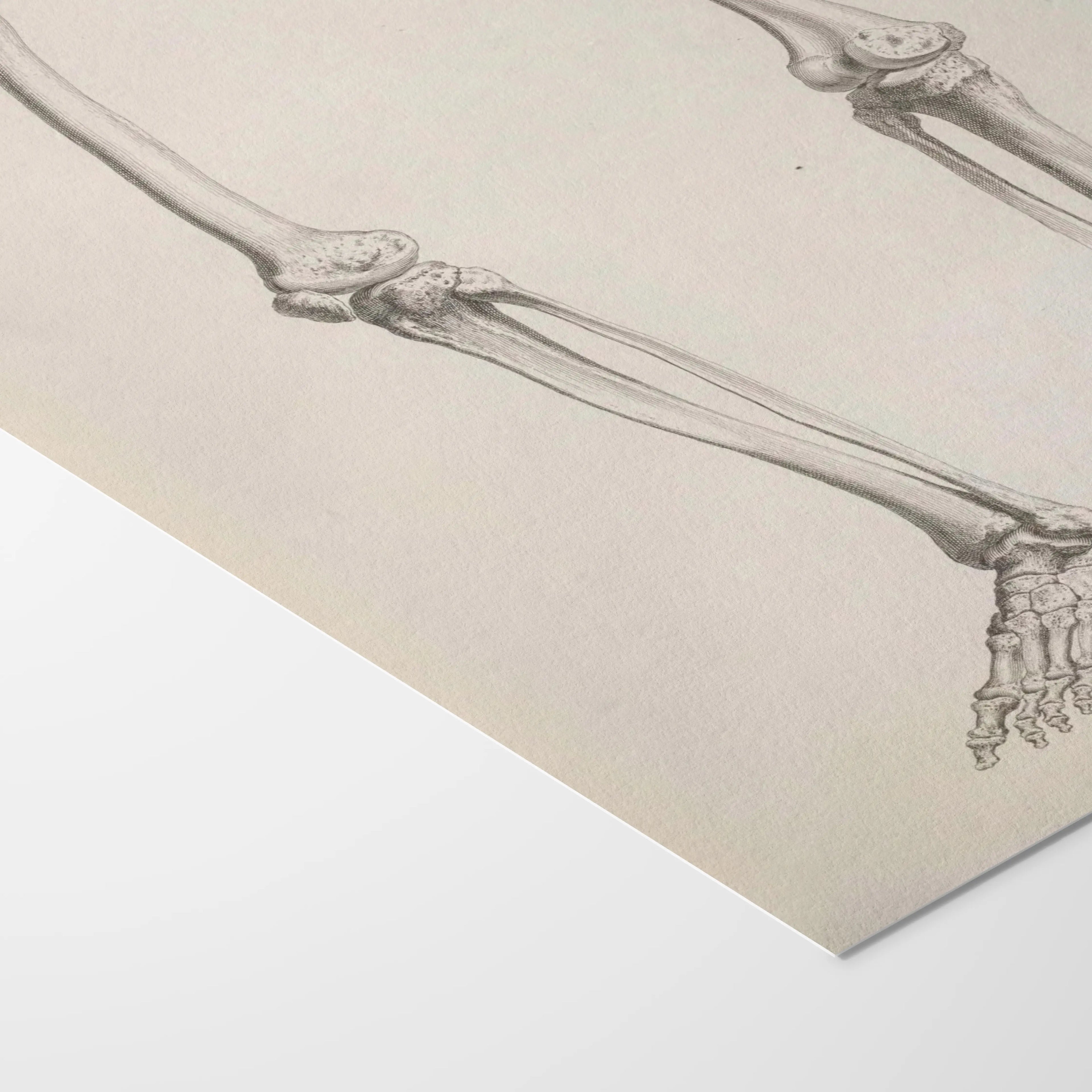 Anatomy: Plate No. 36