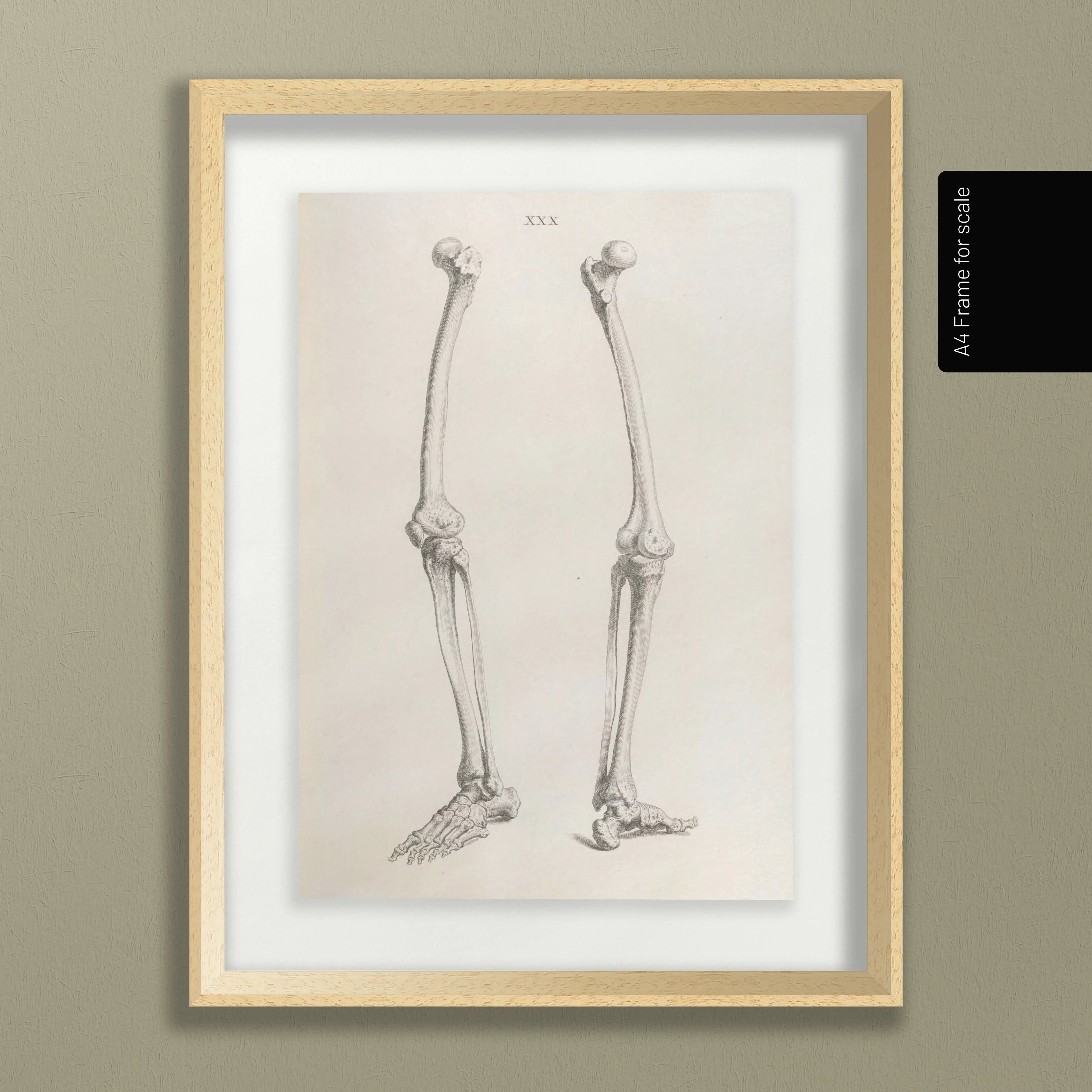 Anatomy: Plate No. 36