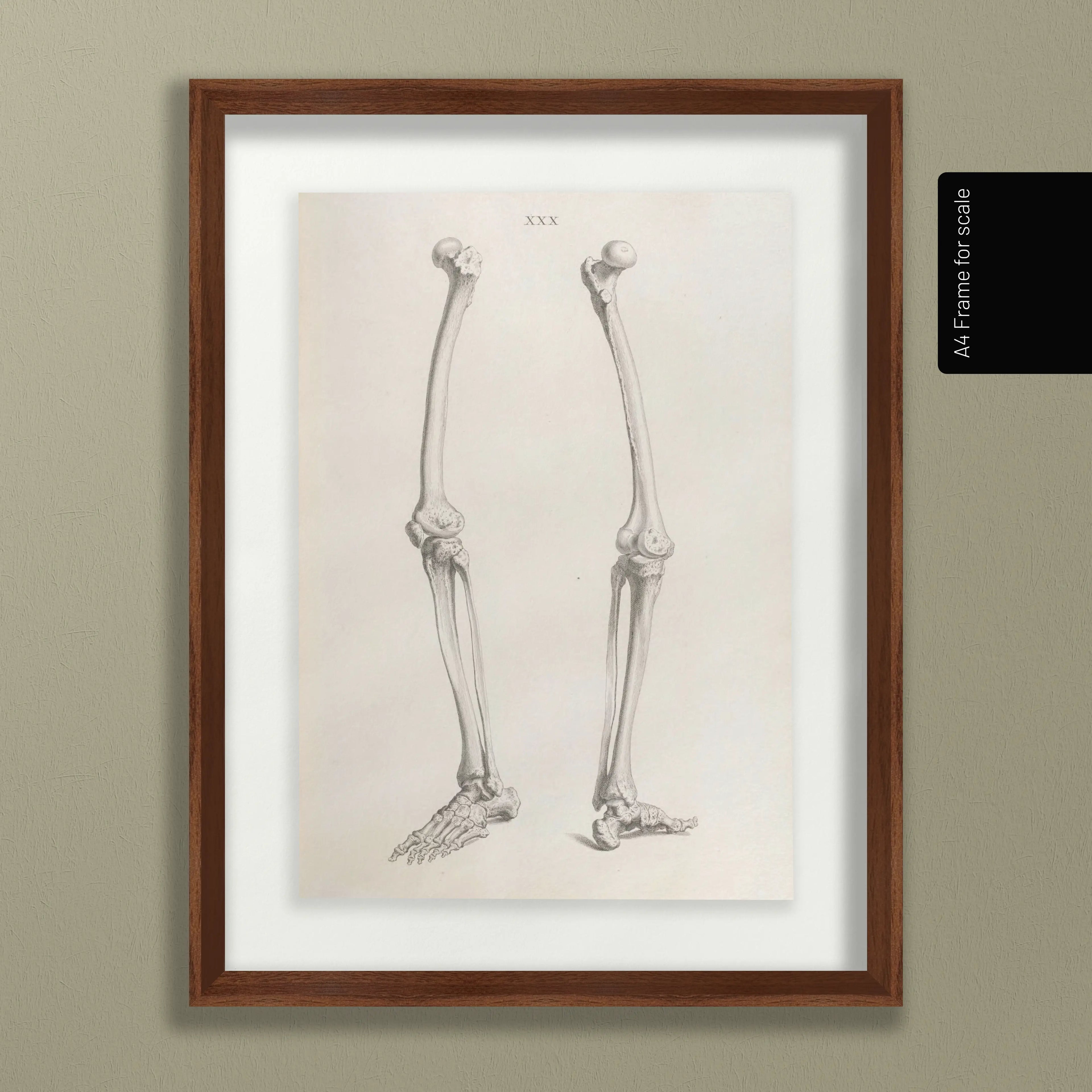 Anatomy: Plate No. 36