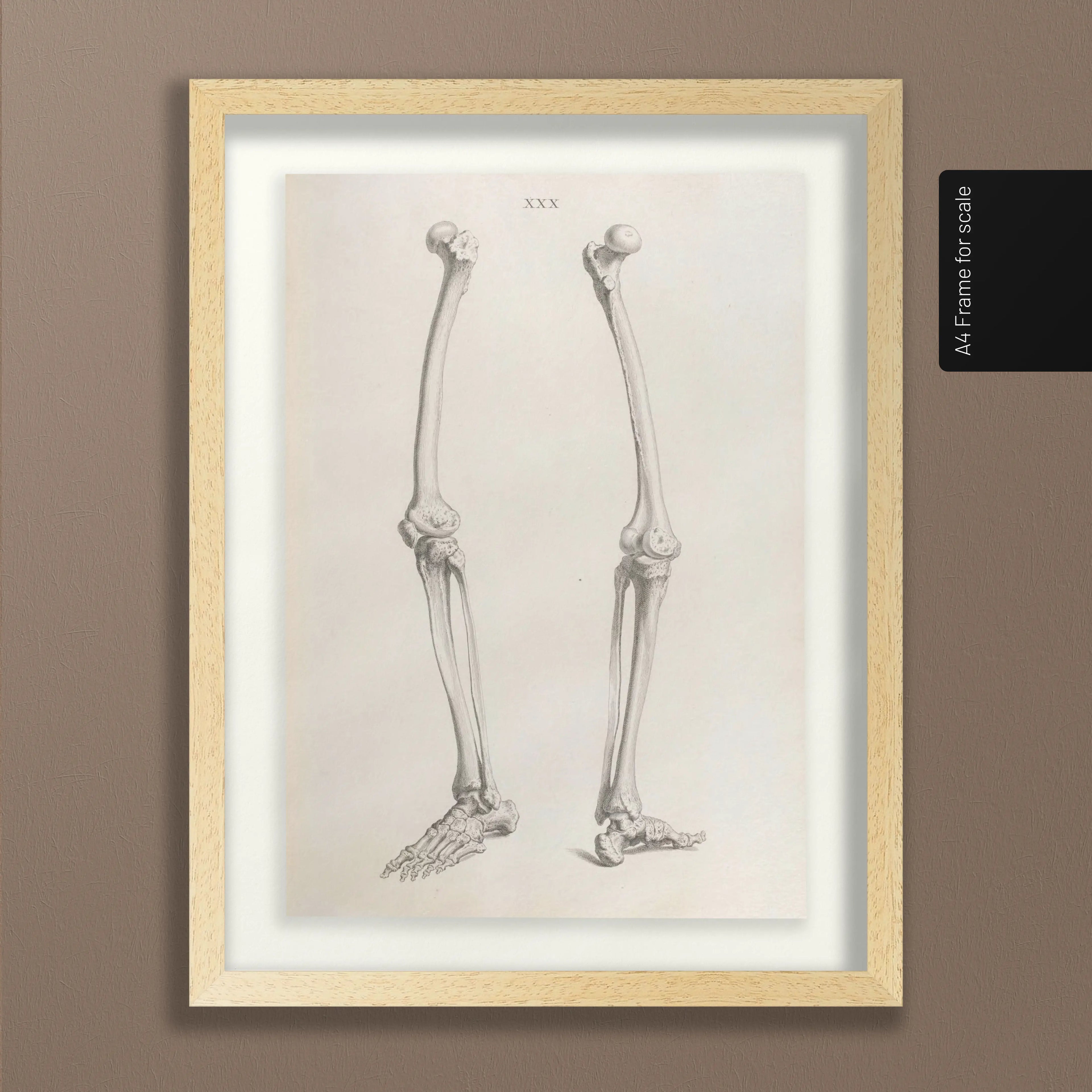 Anatomy: Plate No. 36