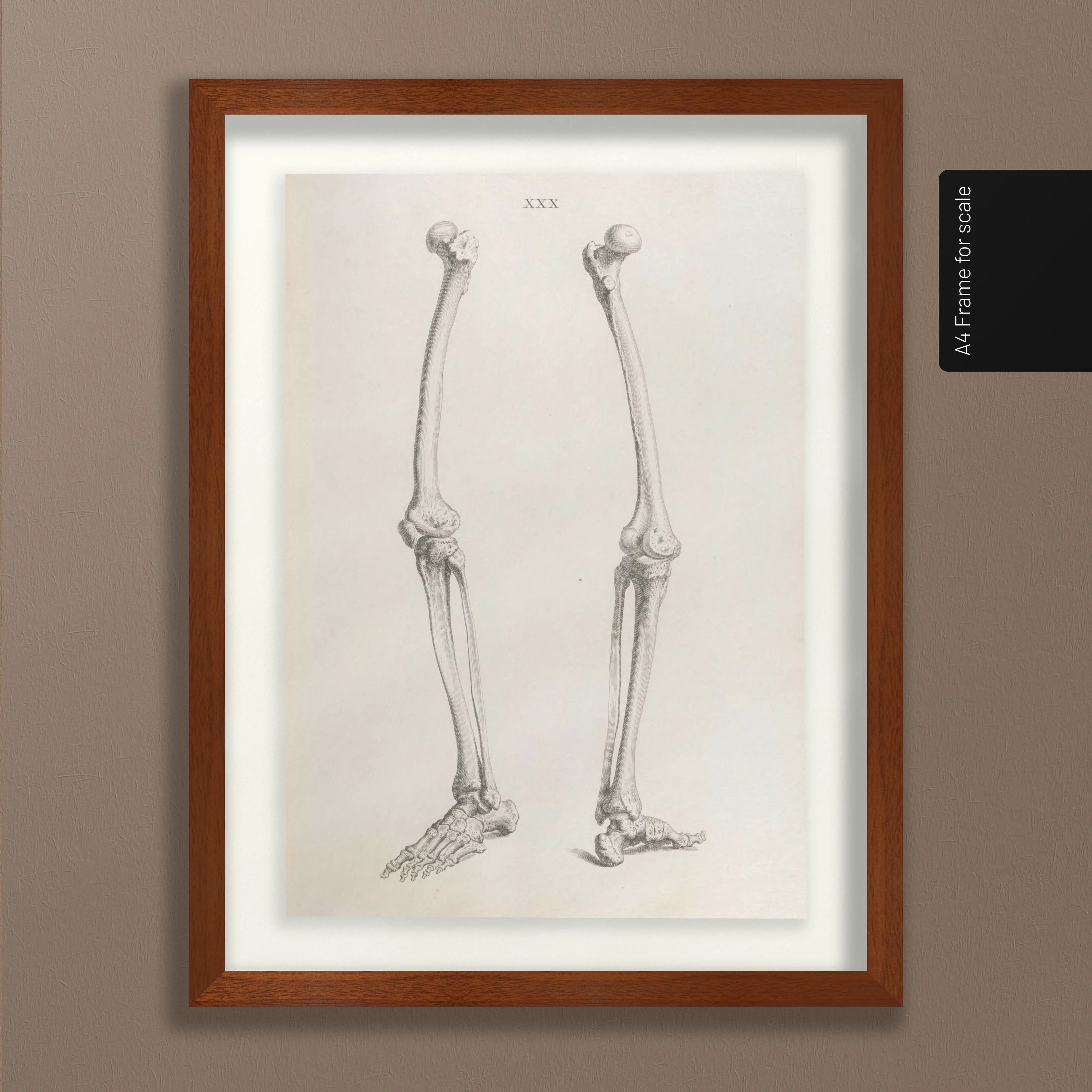 Anatomy: Plate No. 36
