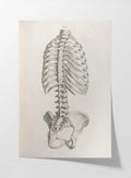 Anatomy: Plate No. 37