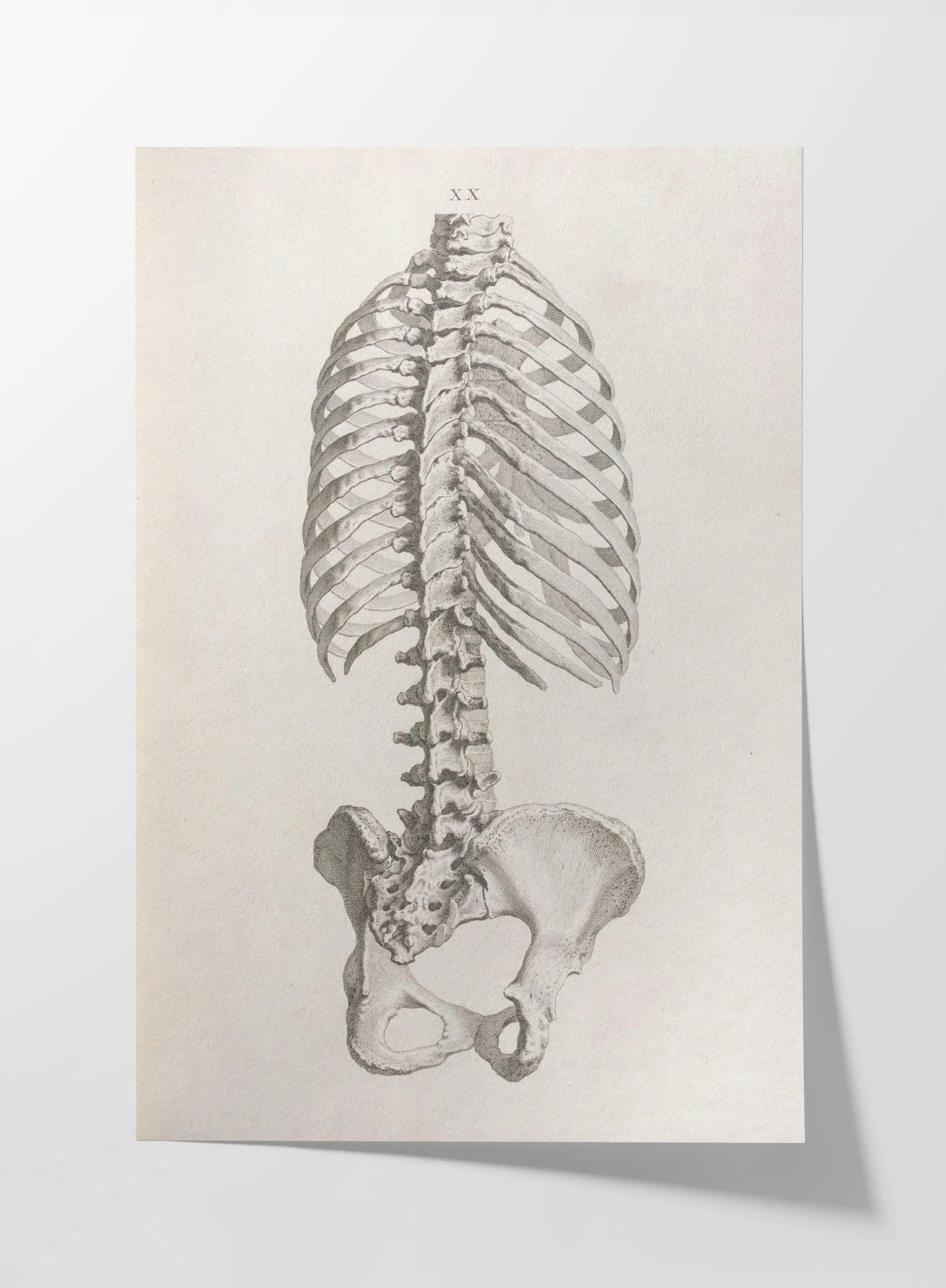 Anatomy: Plate No. 37