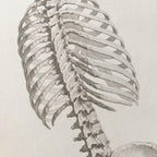 Anatomy: Plate No. 37