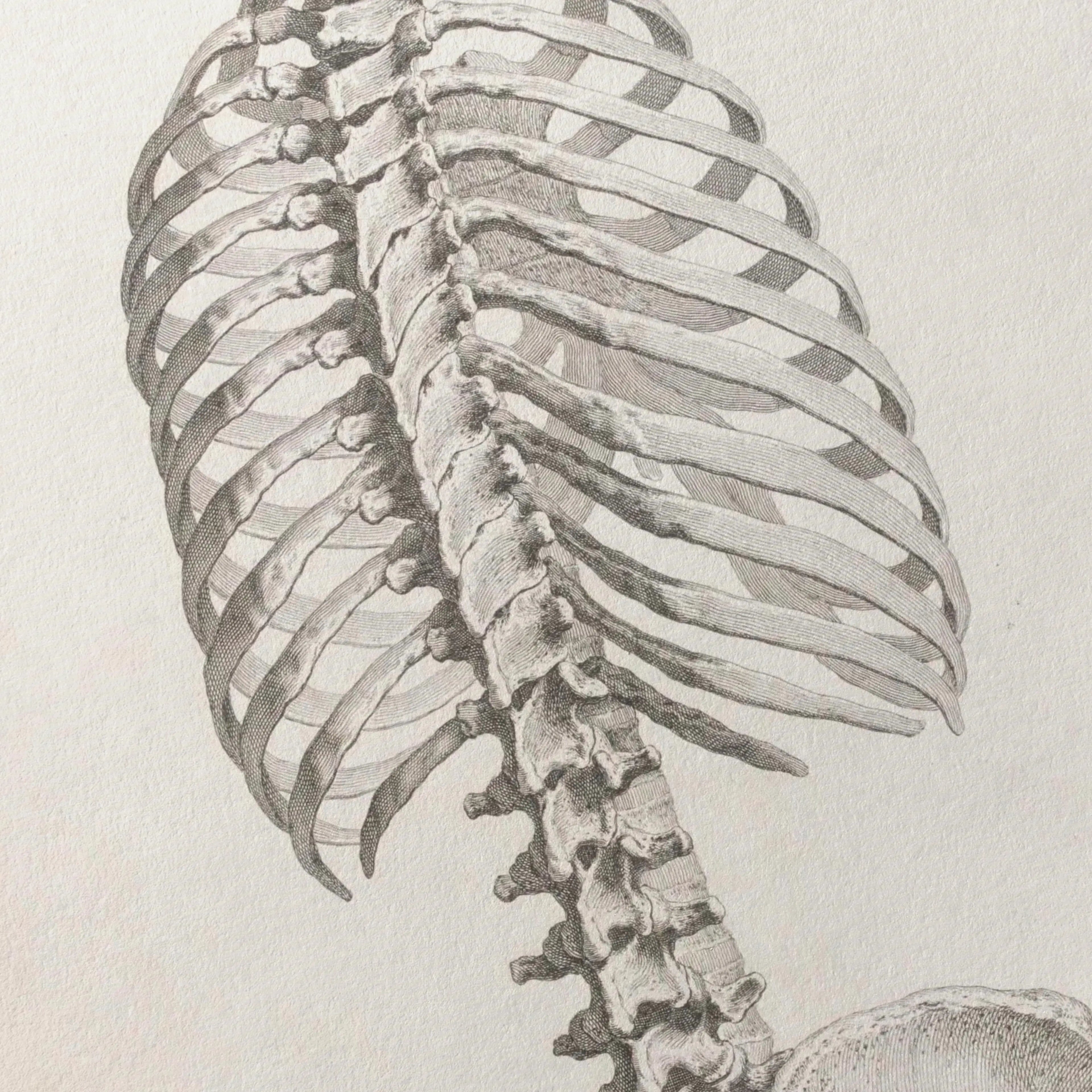 Anatomy: Plate No. 37