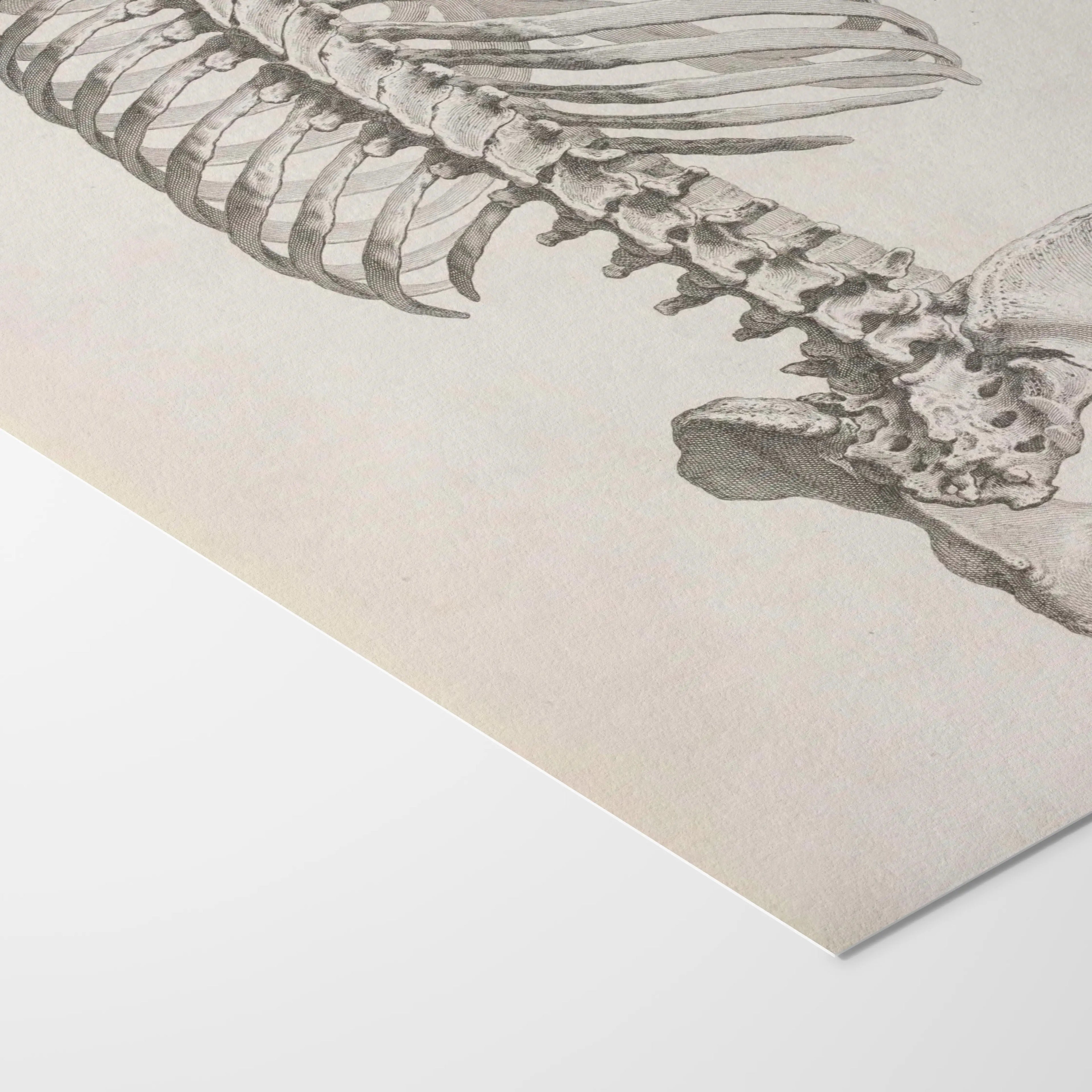 Anatomy: Plate No. 37