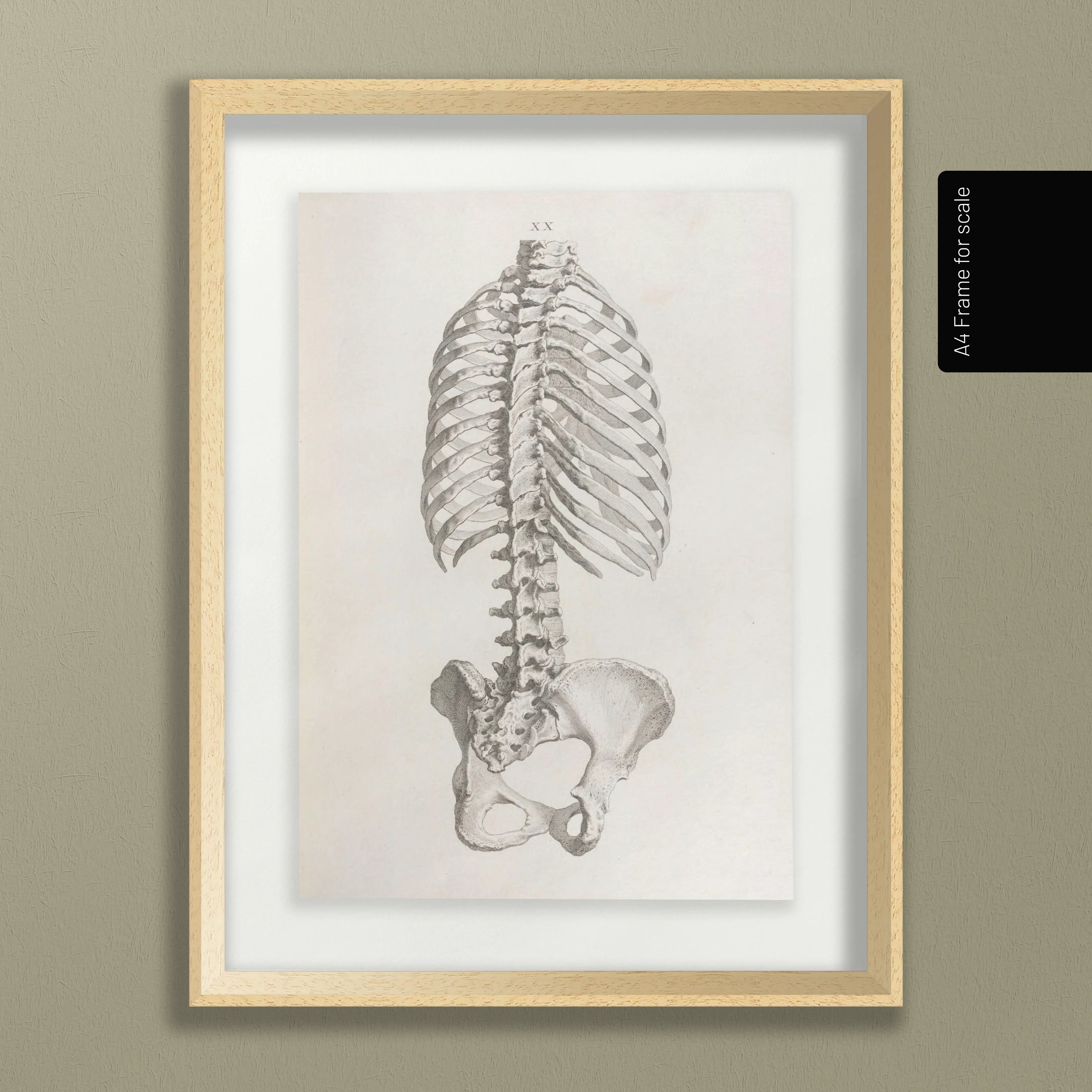 Anatomy: Plate No. 37