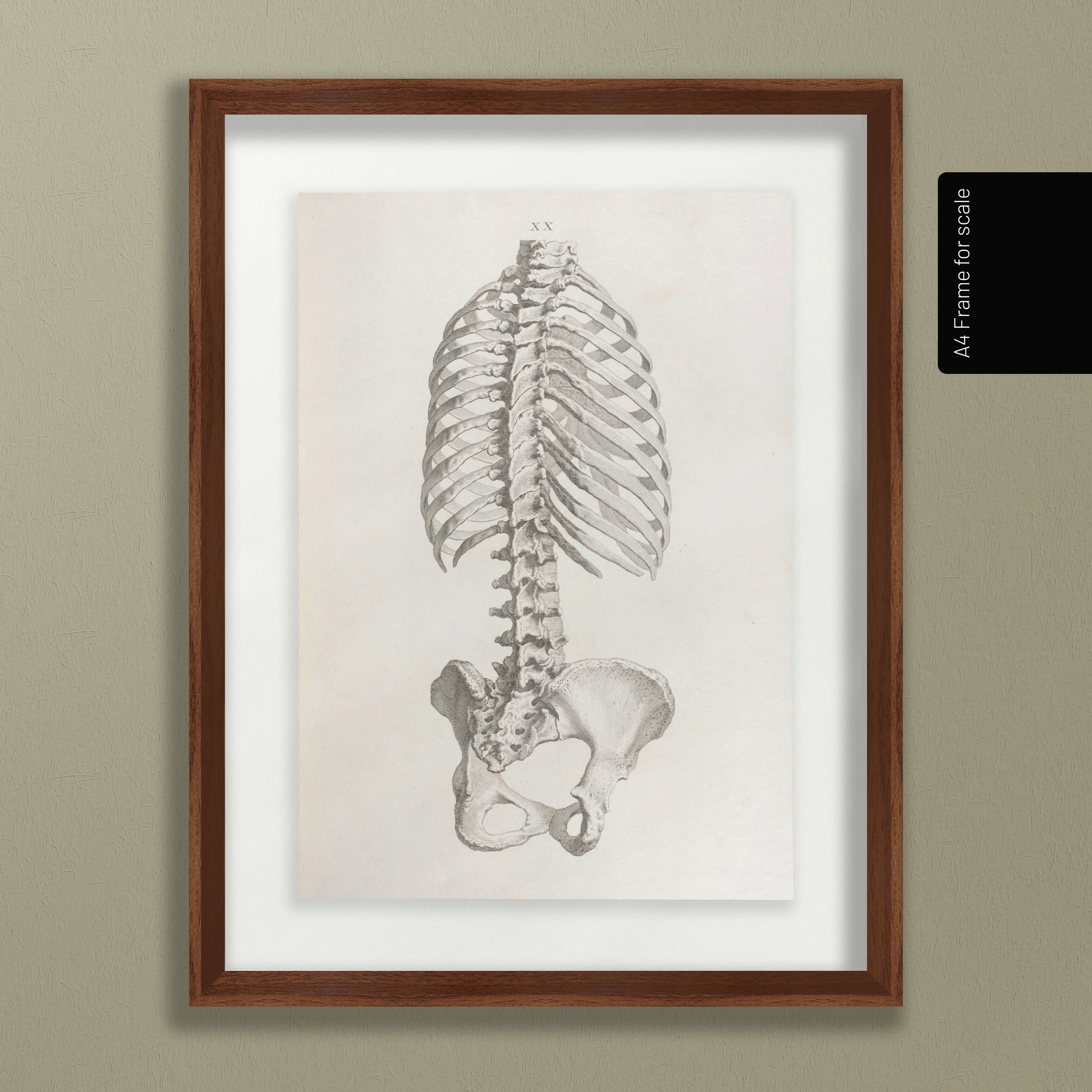 Anatomy: Plate No. 37