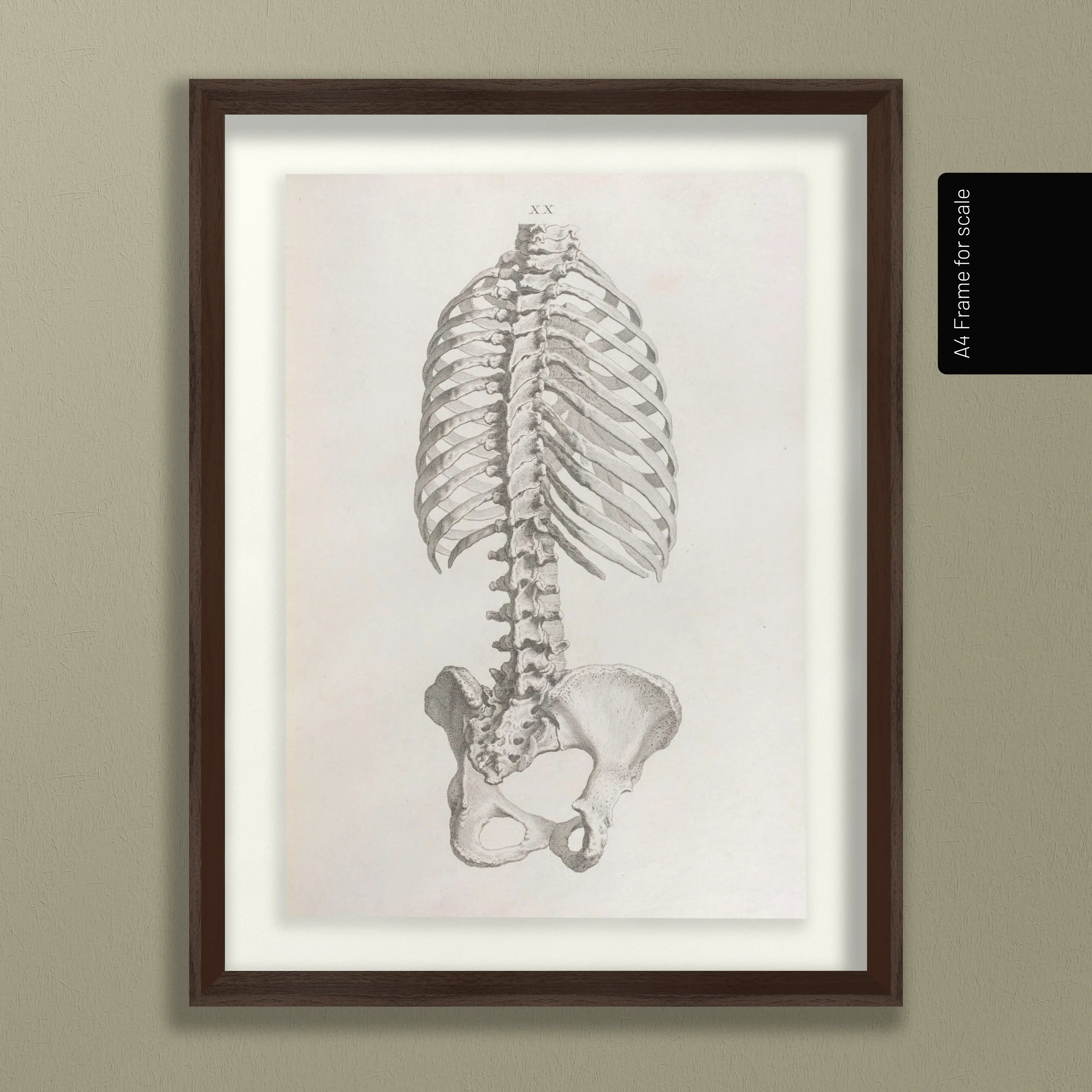 Anatomy: Plate No. 37