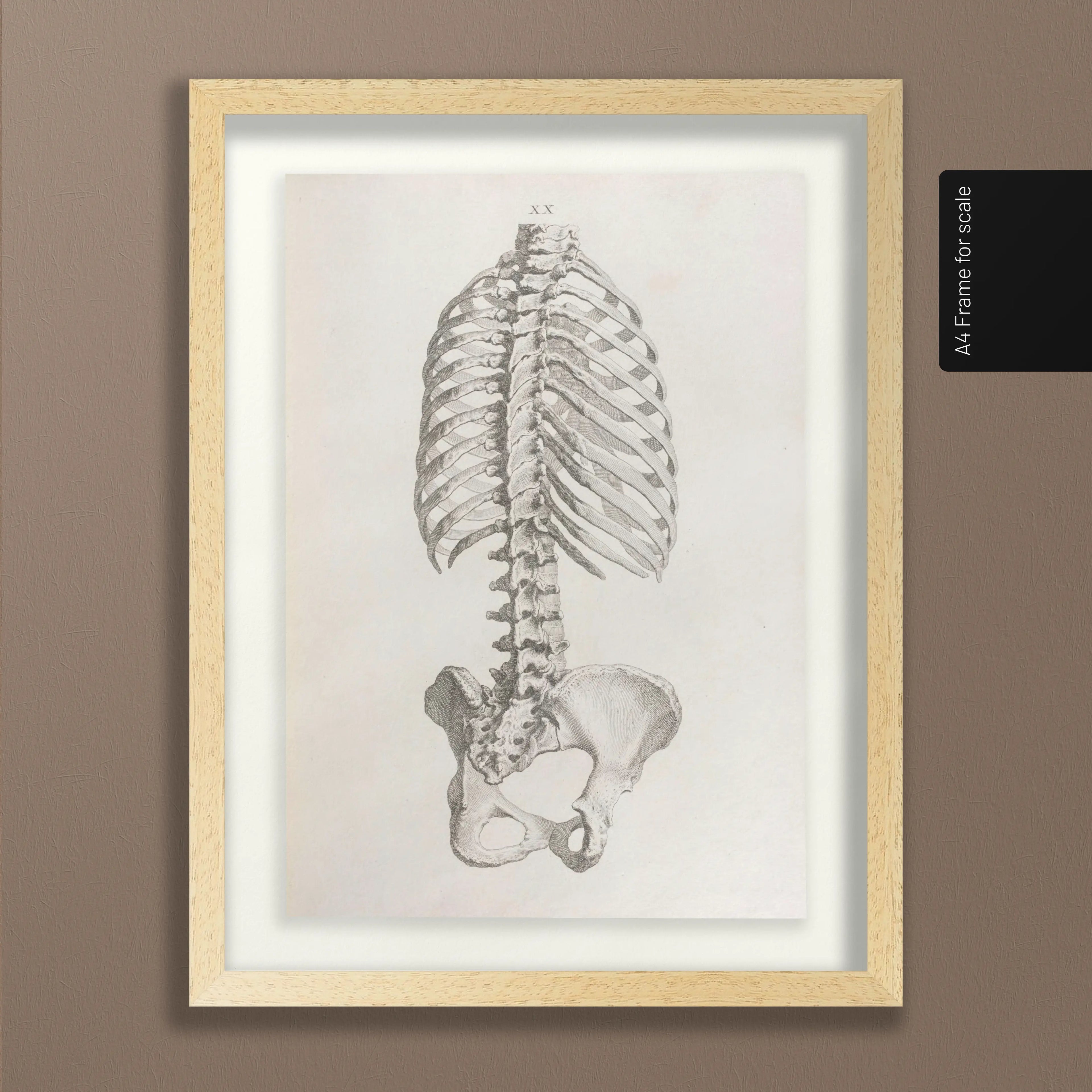 Anatomy: Plate No. 37