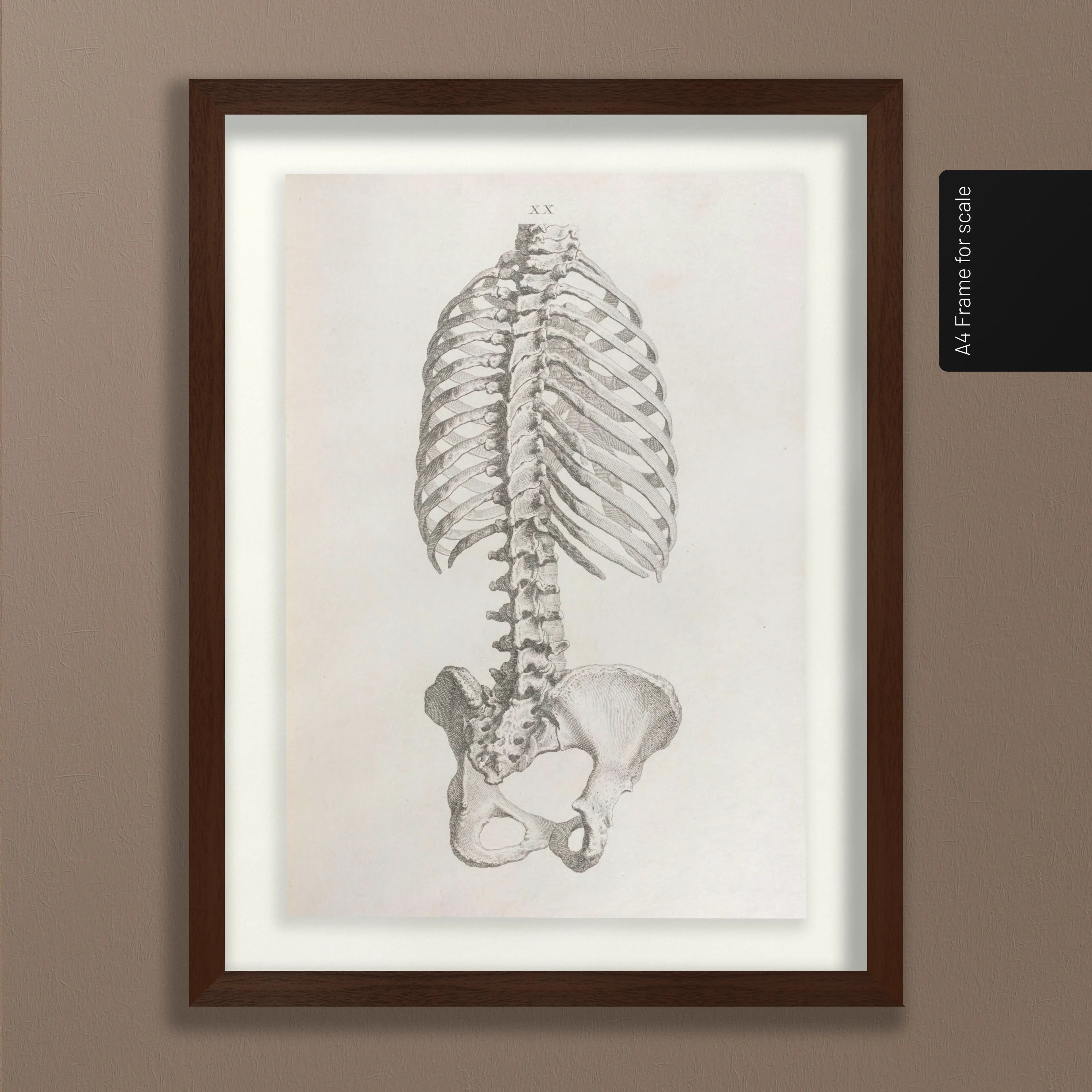 Anatomy: Plate No. 37