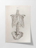 Anatomy: Plate No. 38