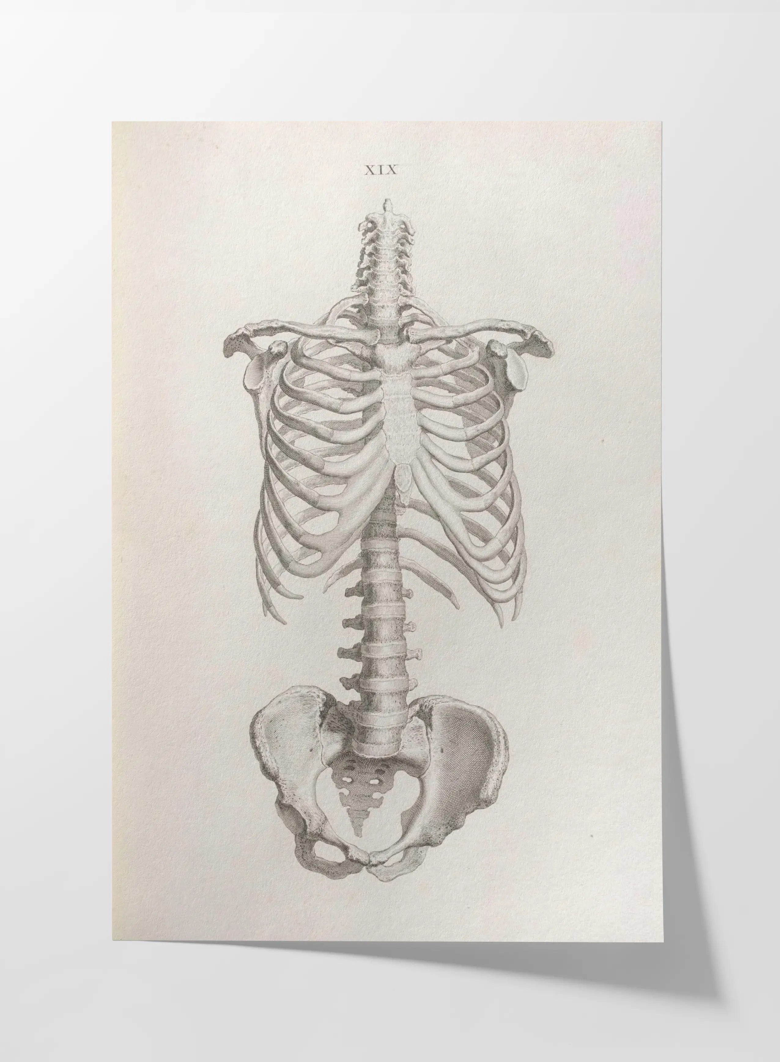 Anatomy: Plate No. 38