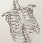 Anatomy: Plate No. 38