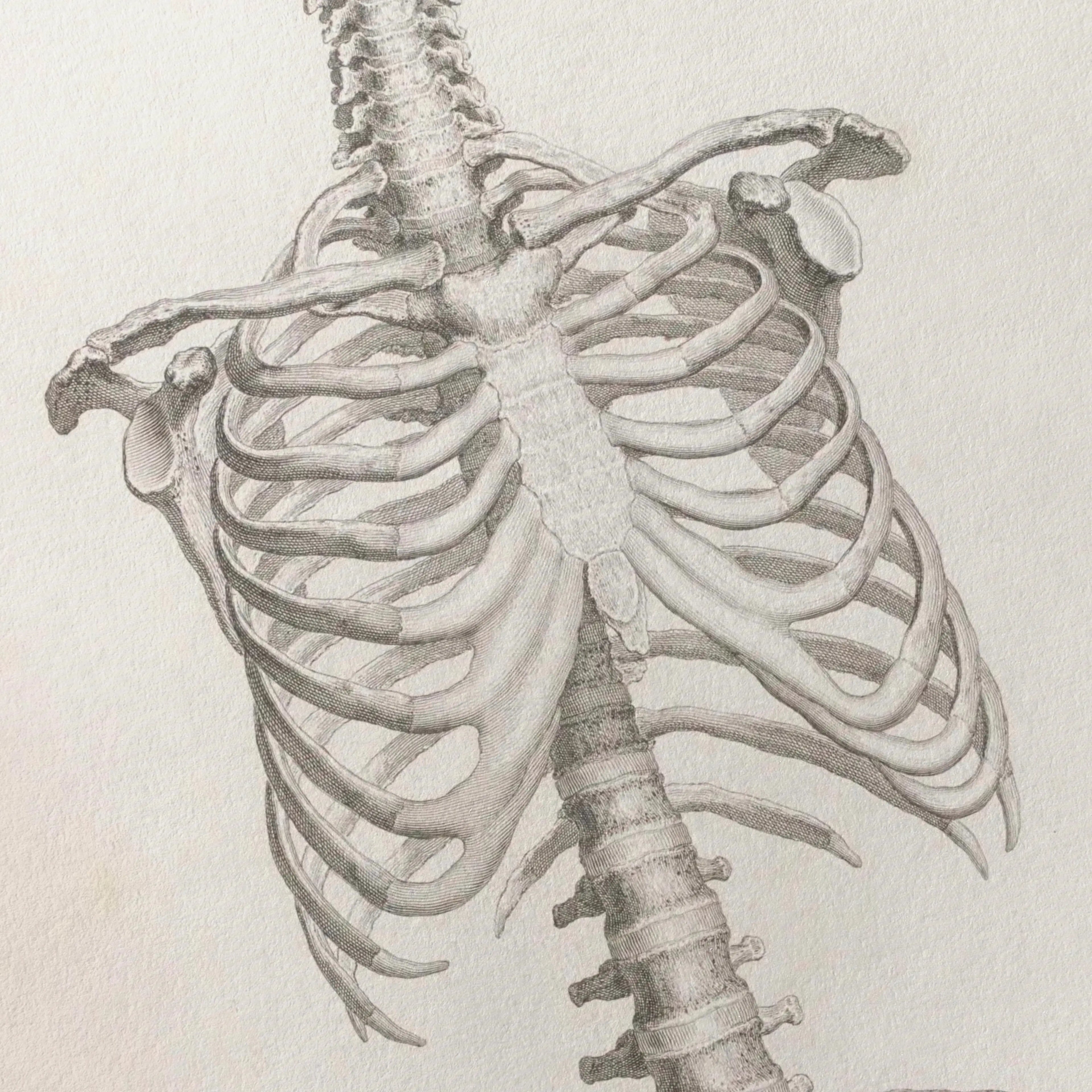 Anatomy: Plate No. 38