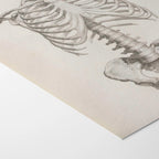 Anatomy: Plate No. 38