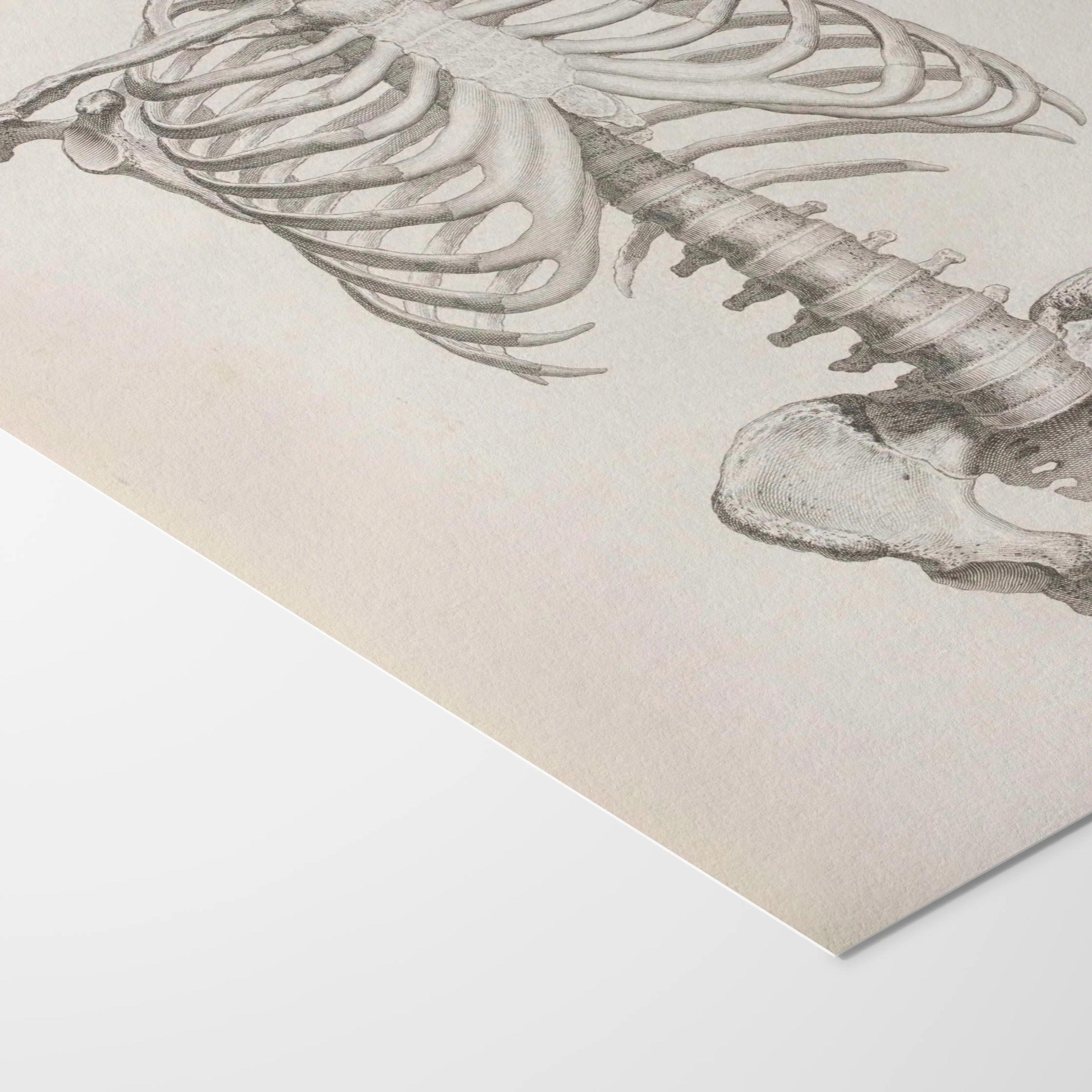 Anatomy: Plate No. 38