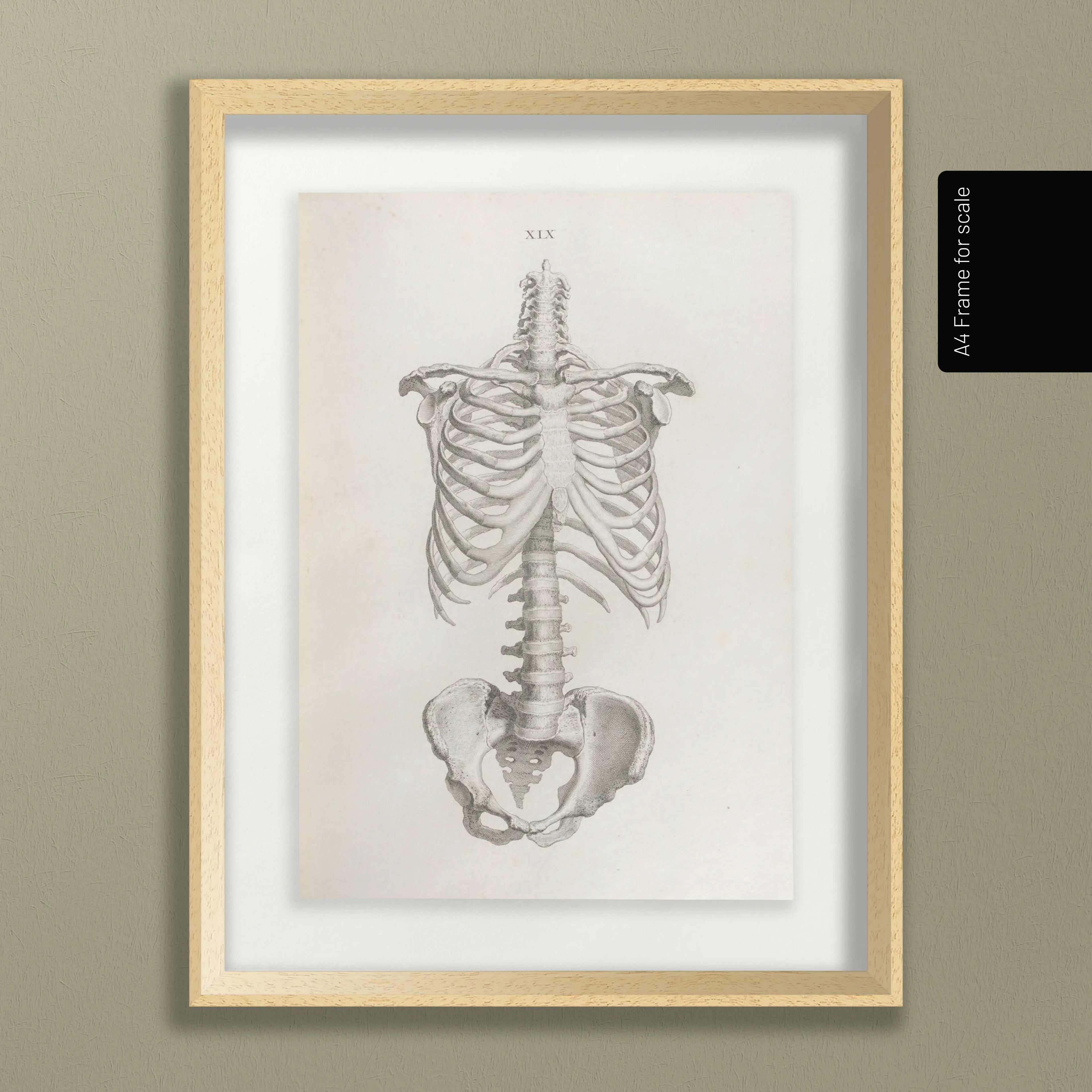 Anatomy: Plate No. 38