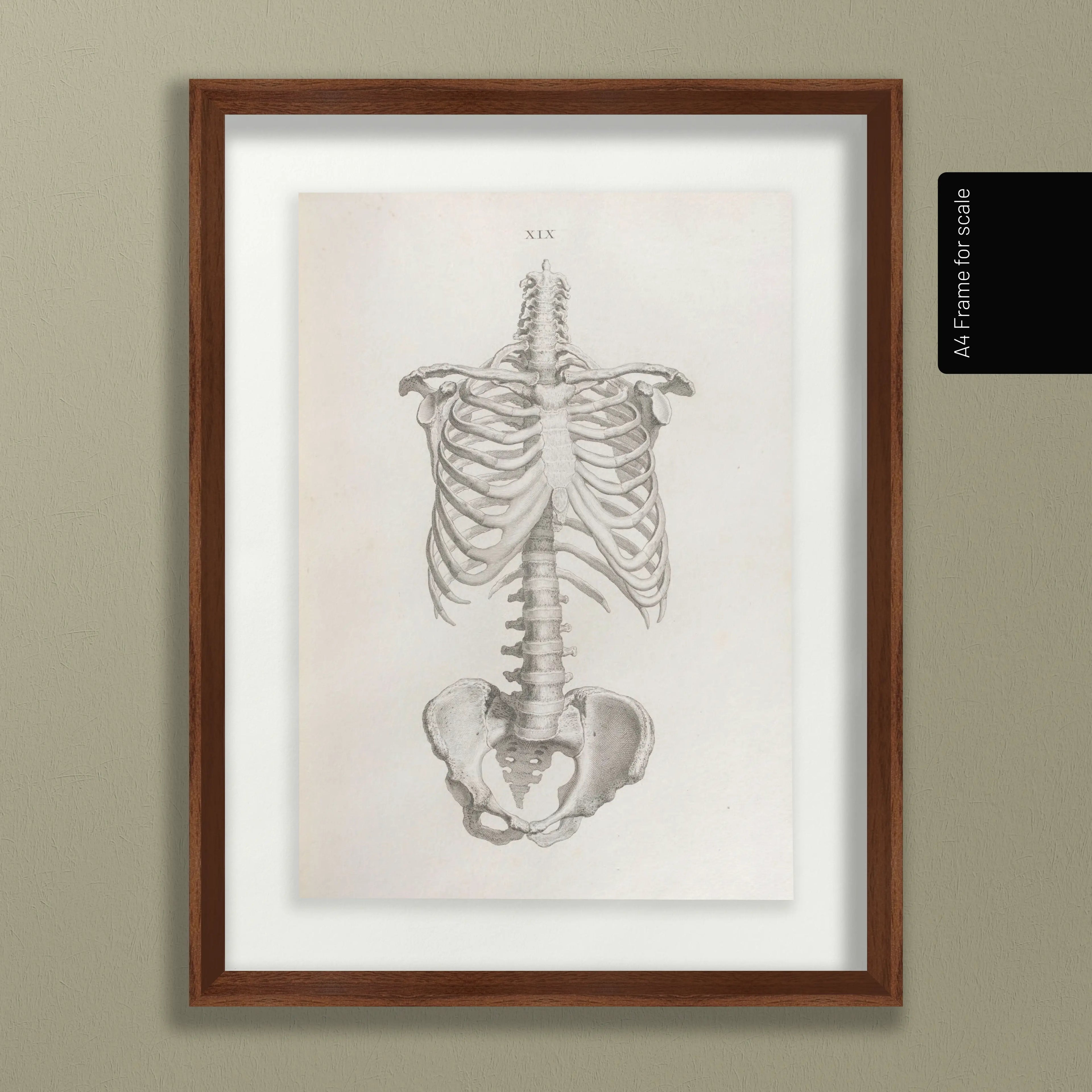 Anatomy: Plate No. 38