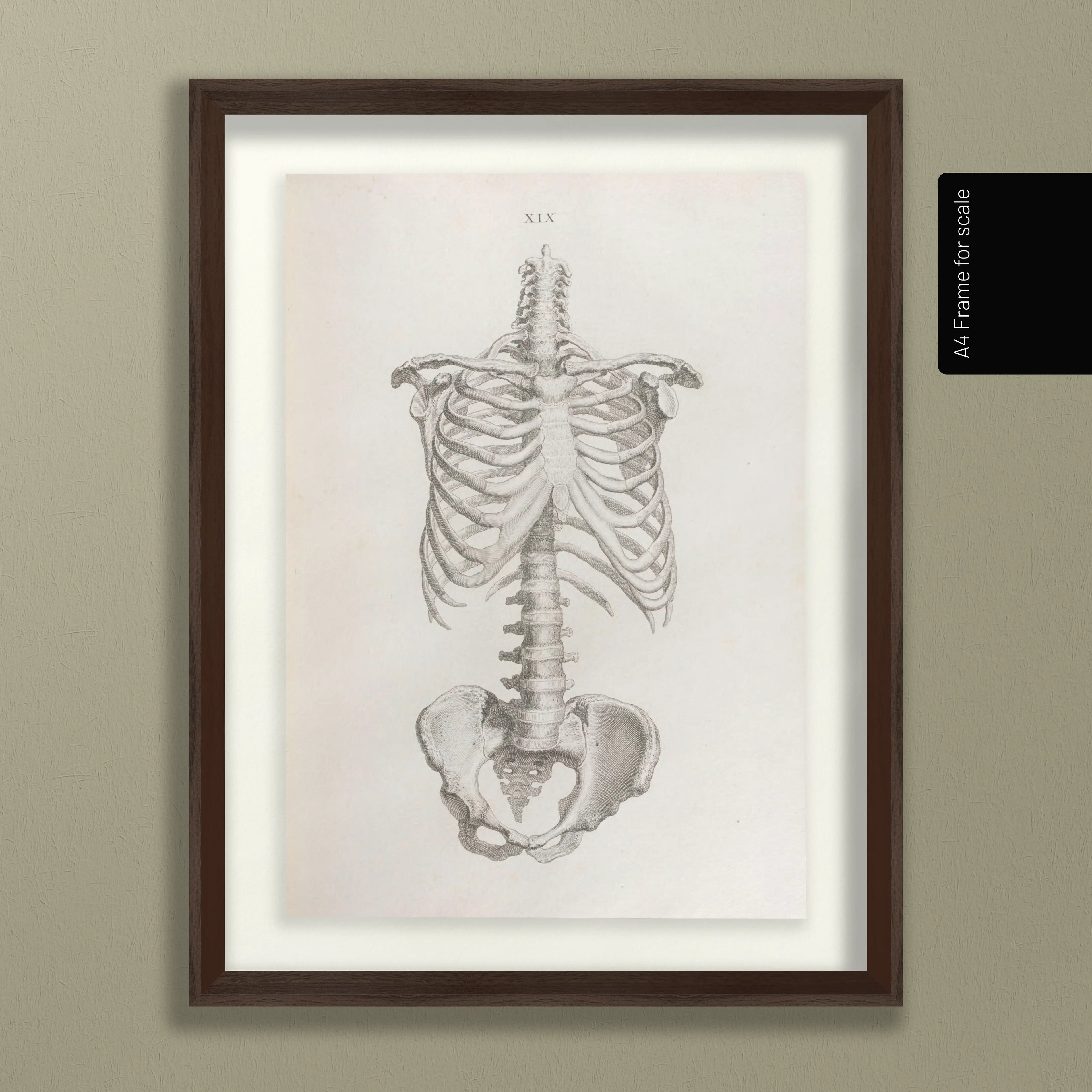 Anatomy: Plate No. 38