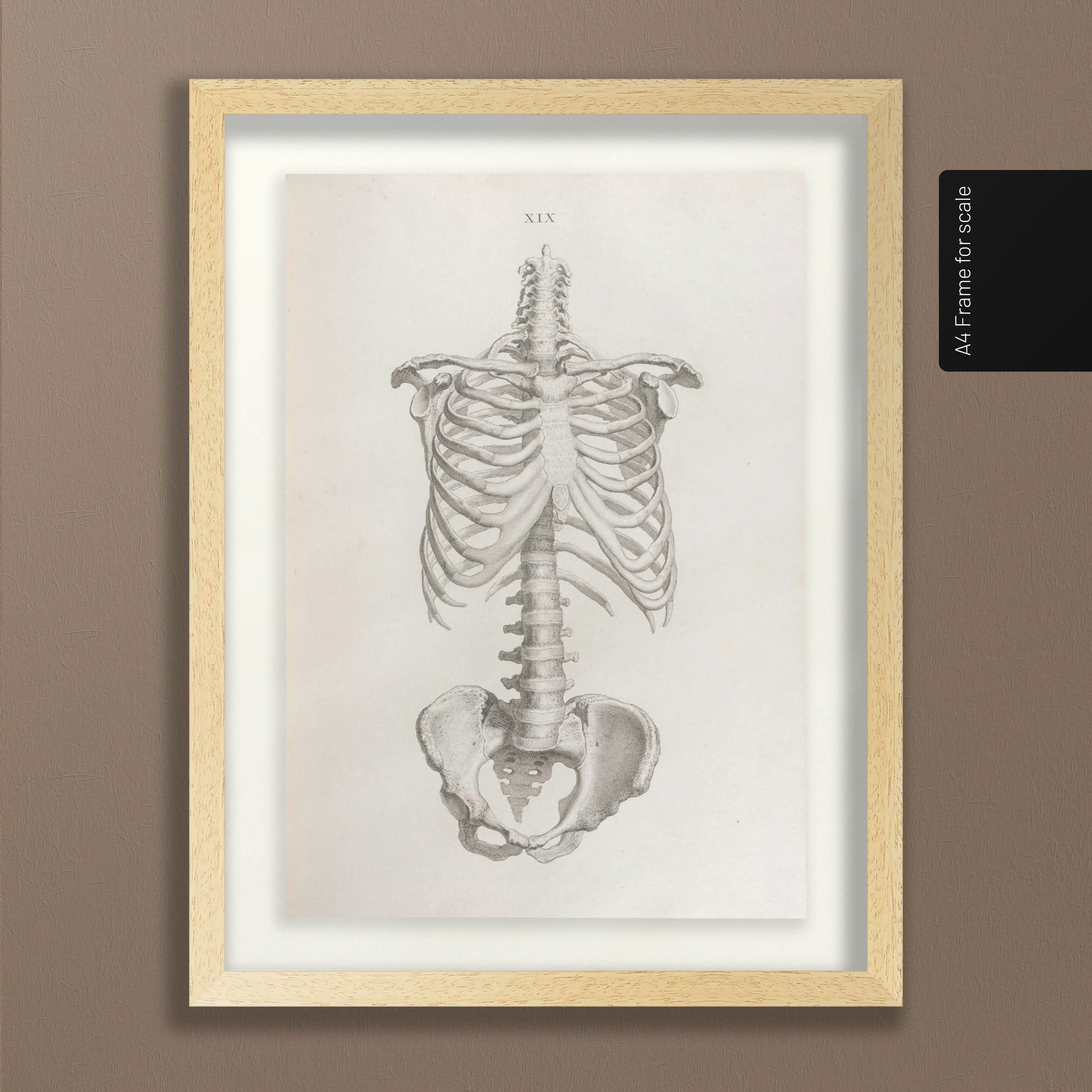 Anatomy: Plate No. 38