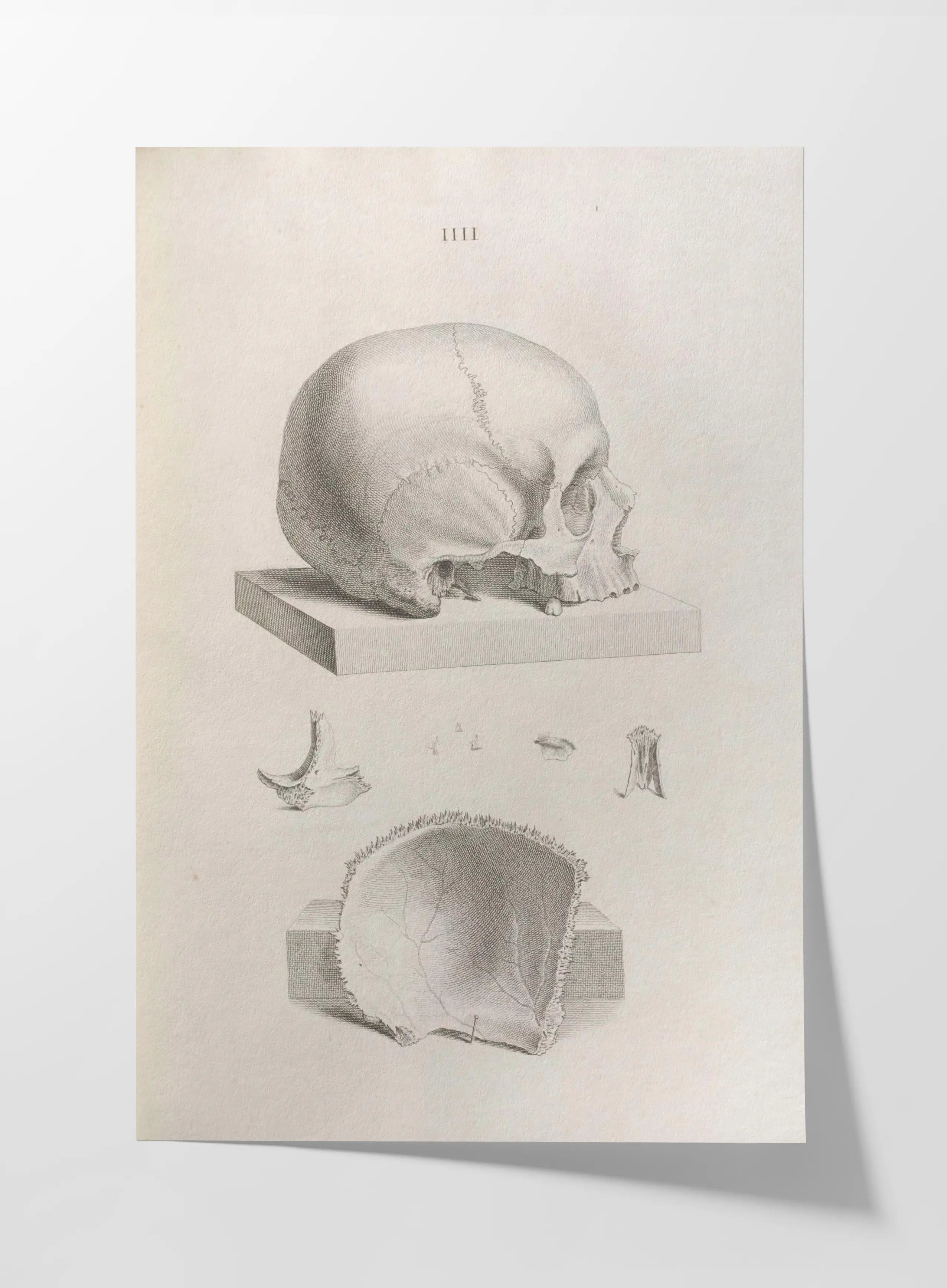 Anatomy: Plate No. 39