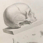 Anatomy: Plate No. 39