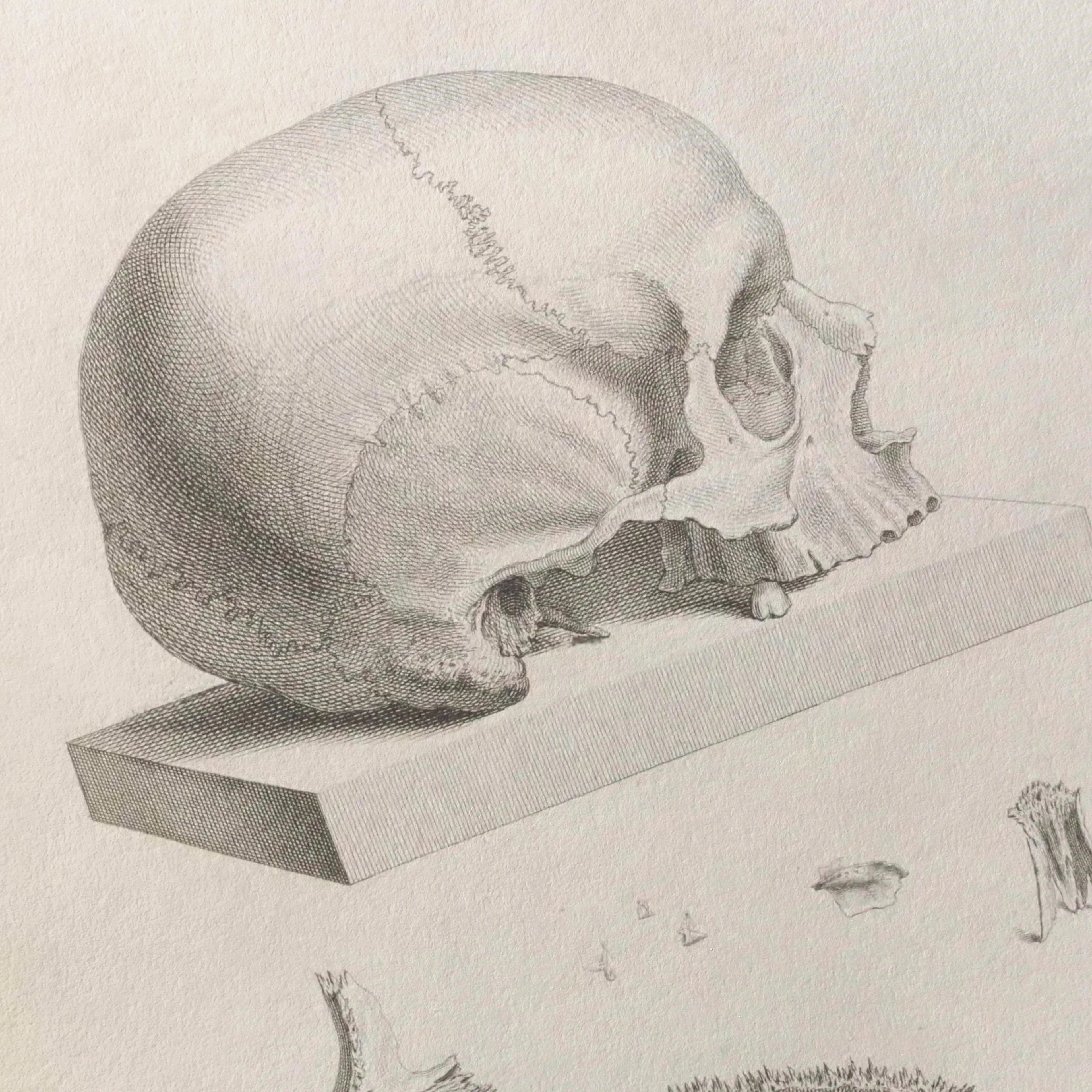 Anatomy: Plate No. 39