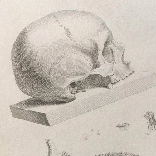 Anatomy: Plate No. 39