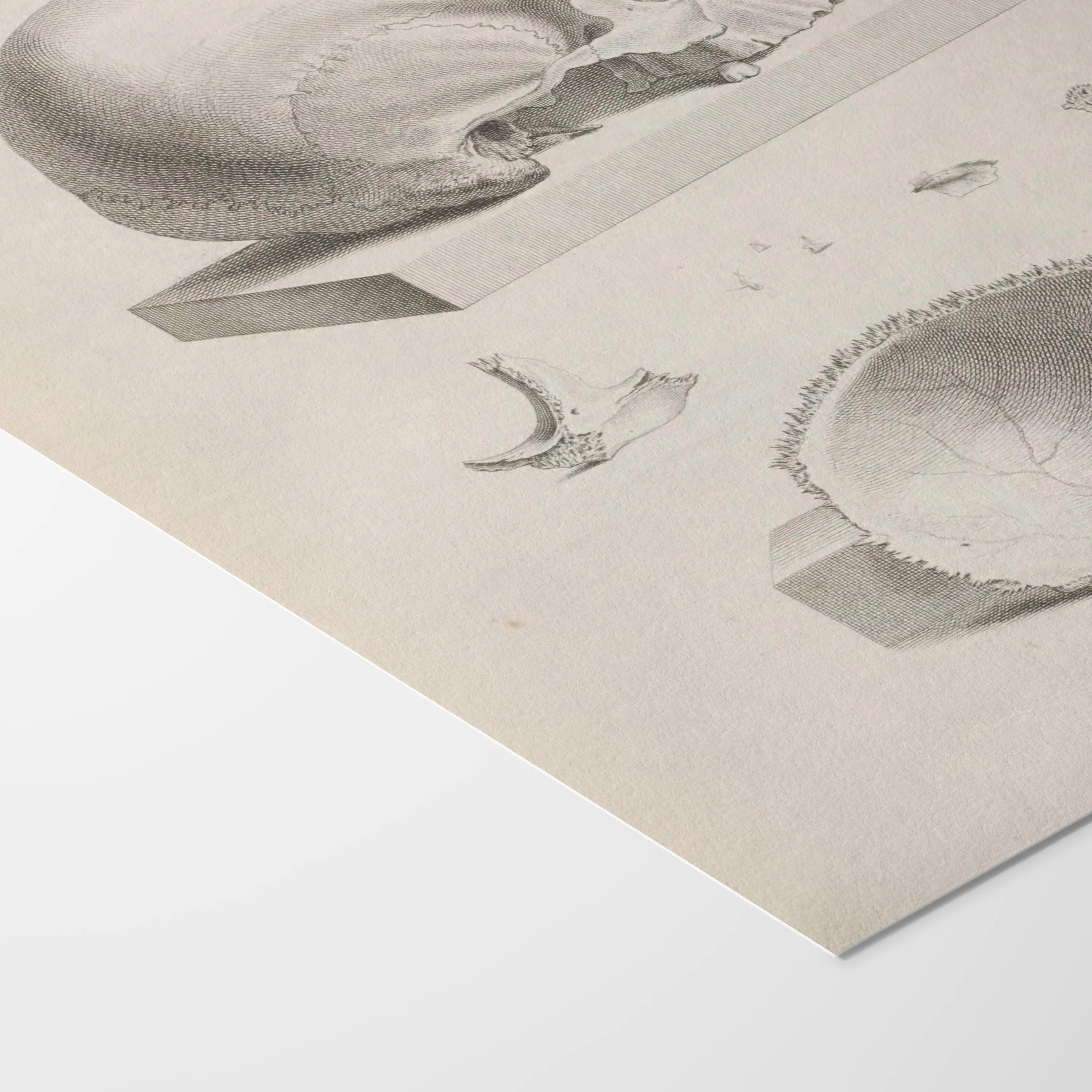 Anatomy: Plate No. 39