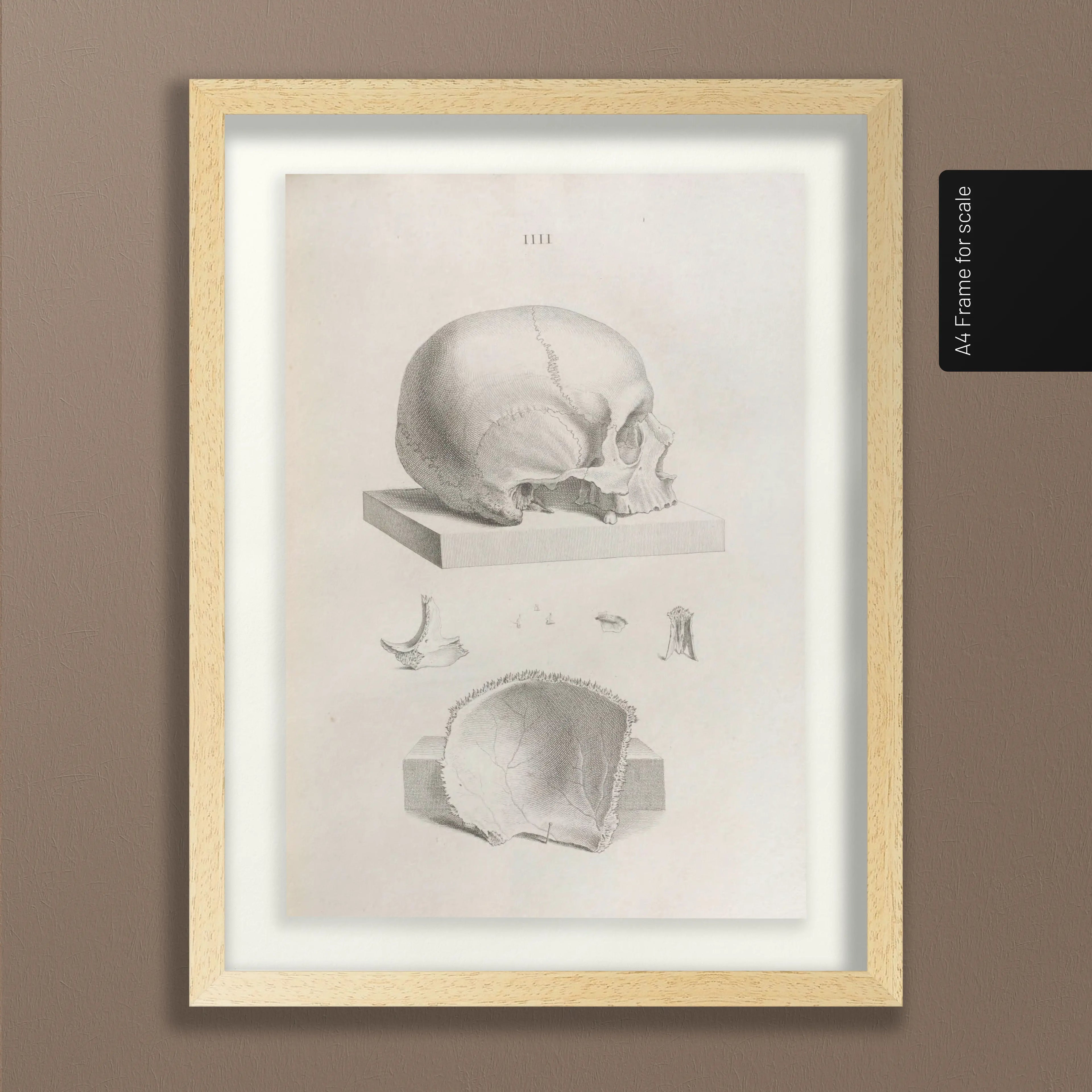 Anatomy: Plate No. 39