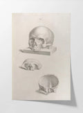 Anatomy: Plate No. 40