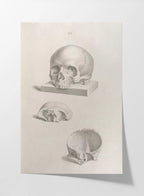 Anatomy: Plate No. 40