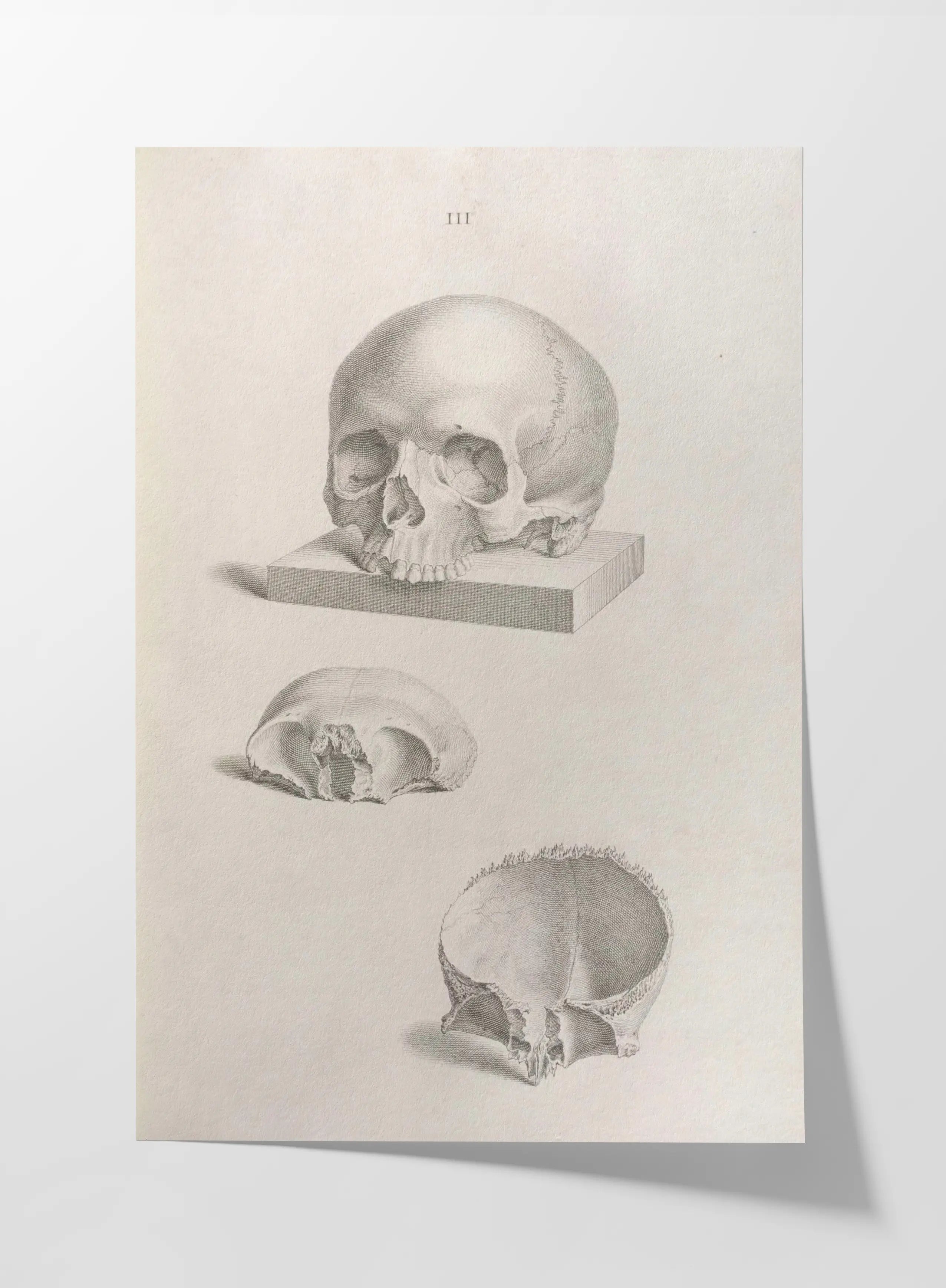 Anatomy: Plate No. 40