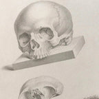 Anatomy: Plate No. 40