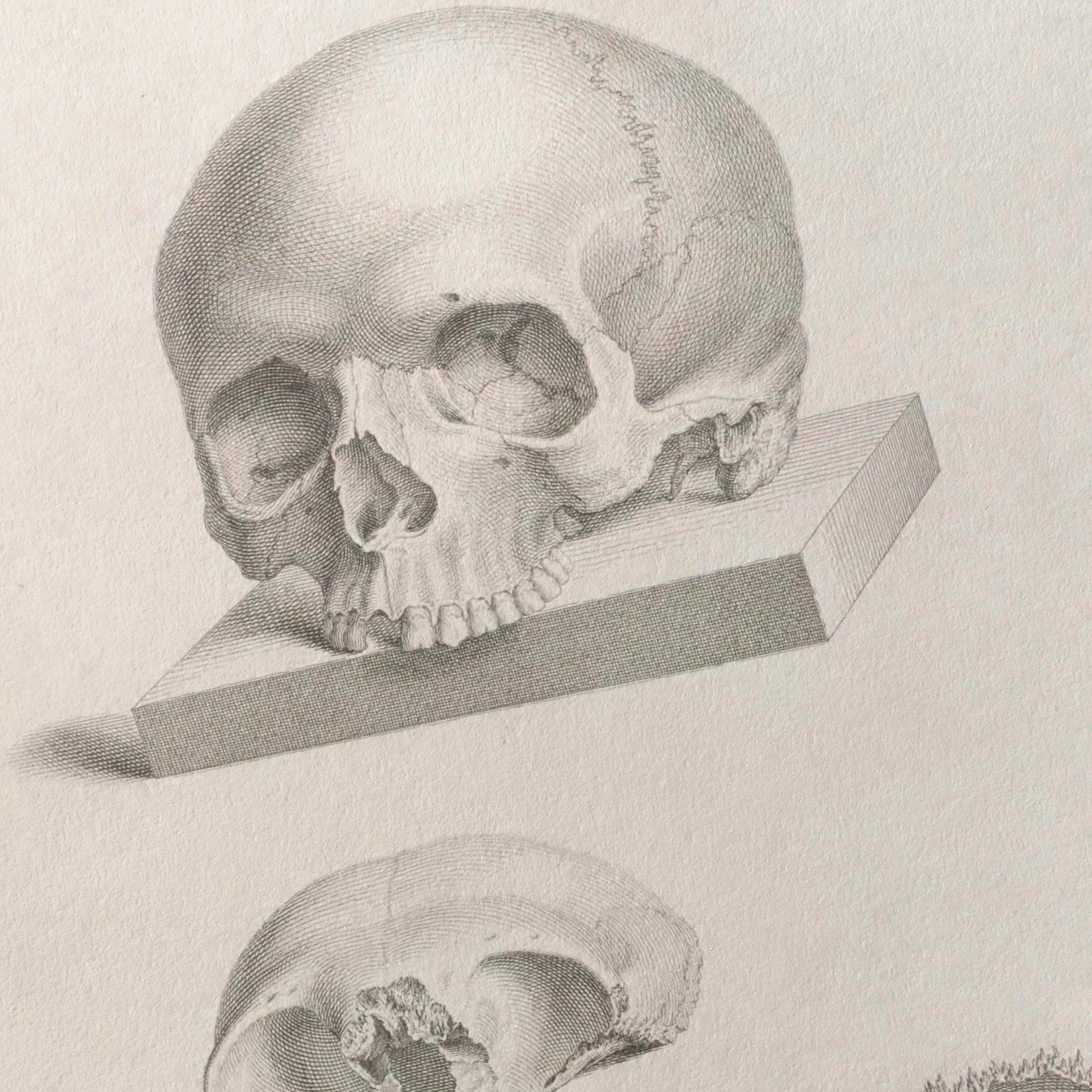 Anatomy: Plate No. 40