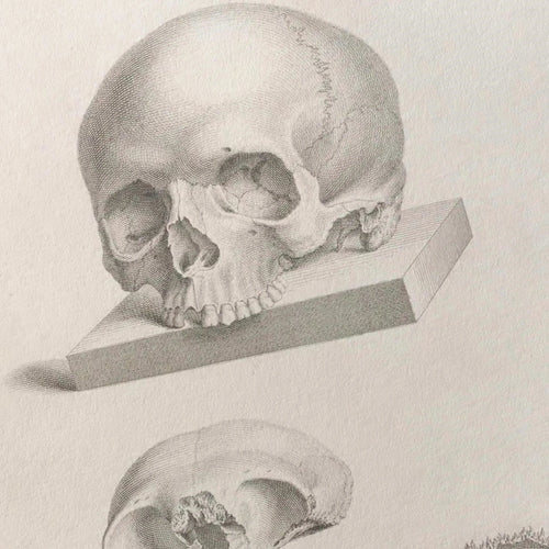 Anatomy: Plate No. 40