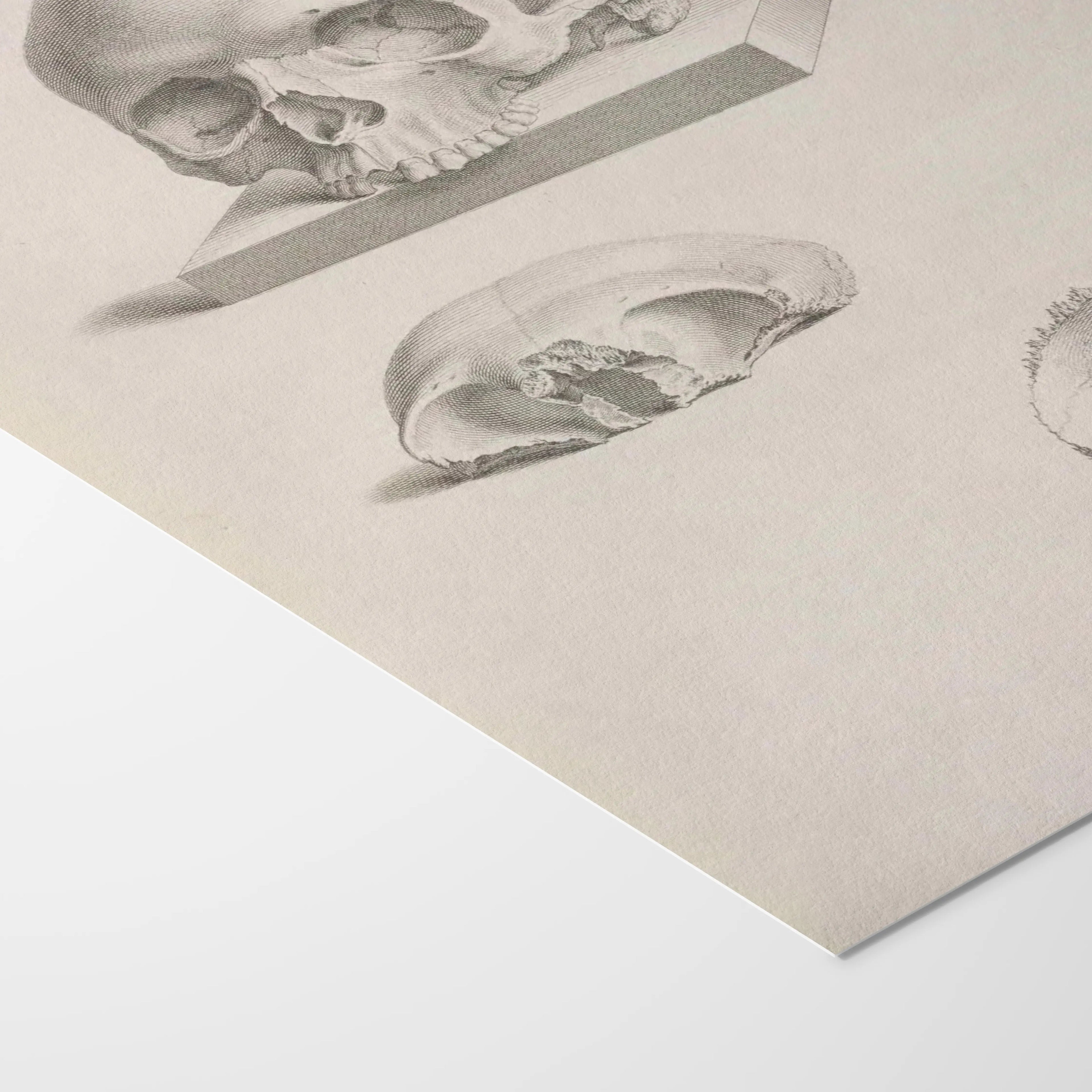 Anatomy: Plate No. 40