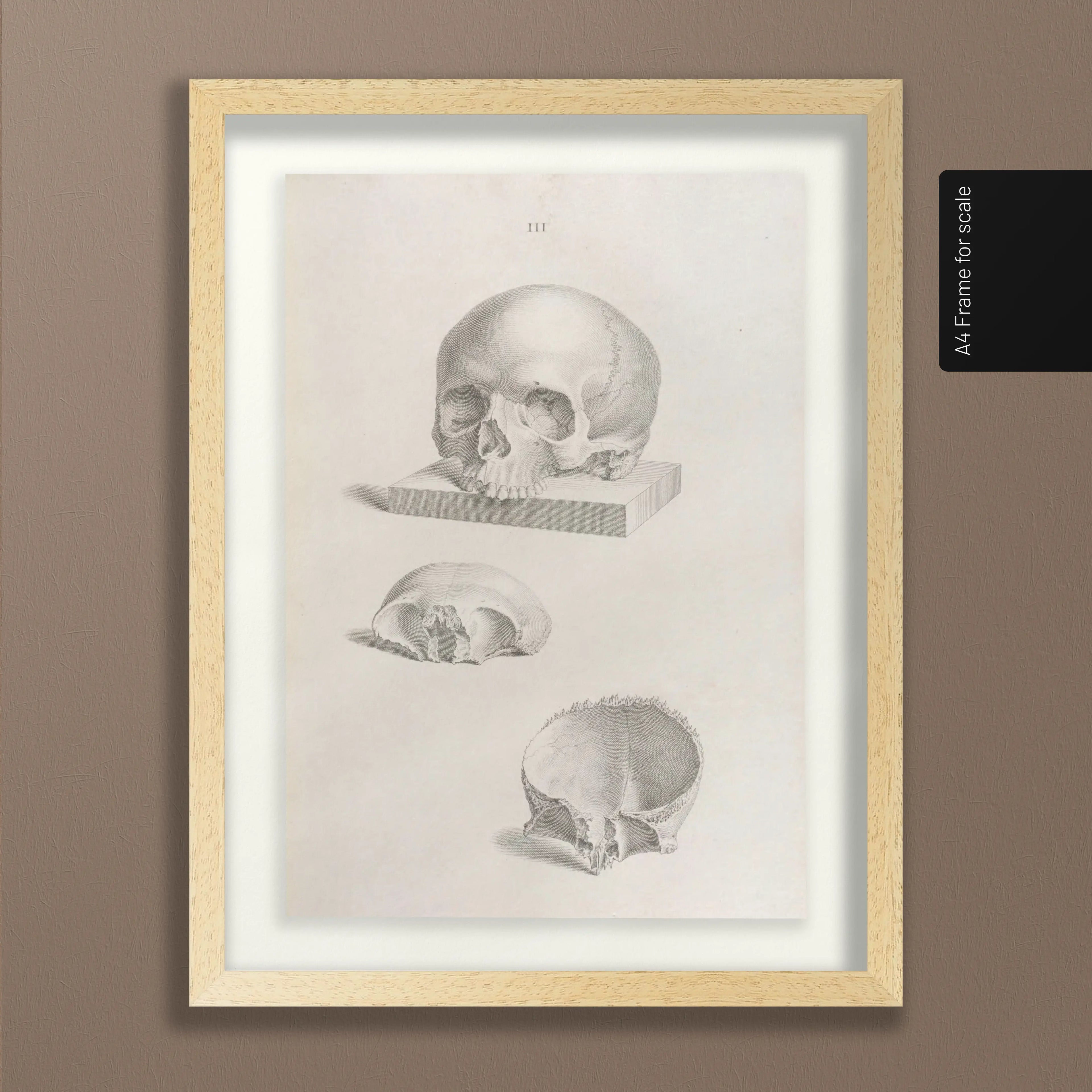 Anatomy: Plate No. 40
