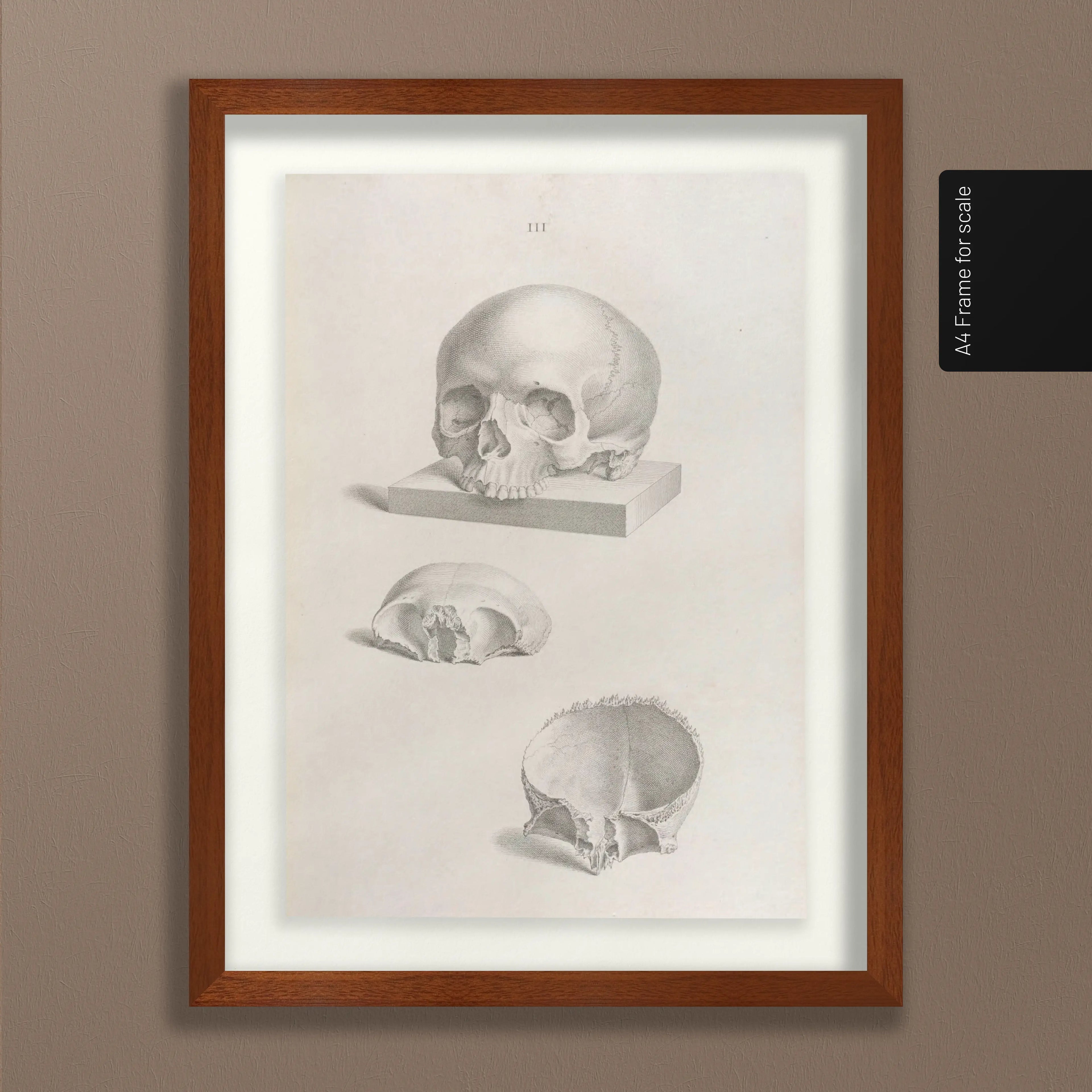 Anatomy: Plate No. 40