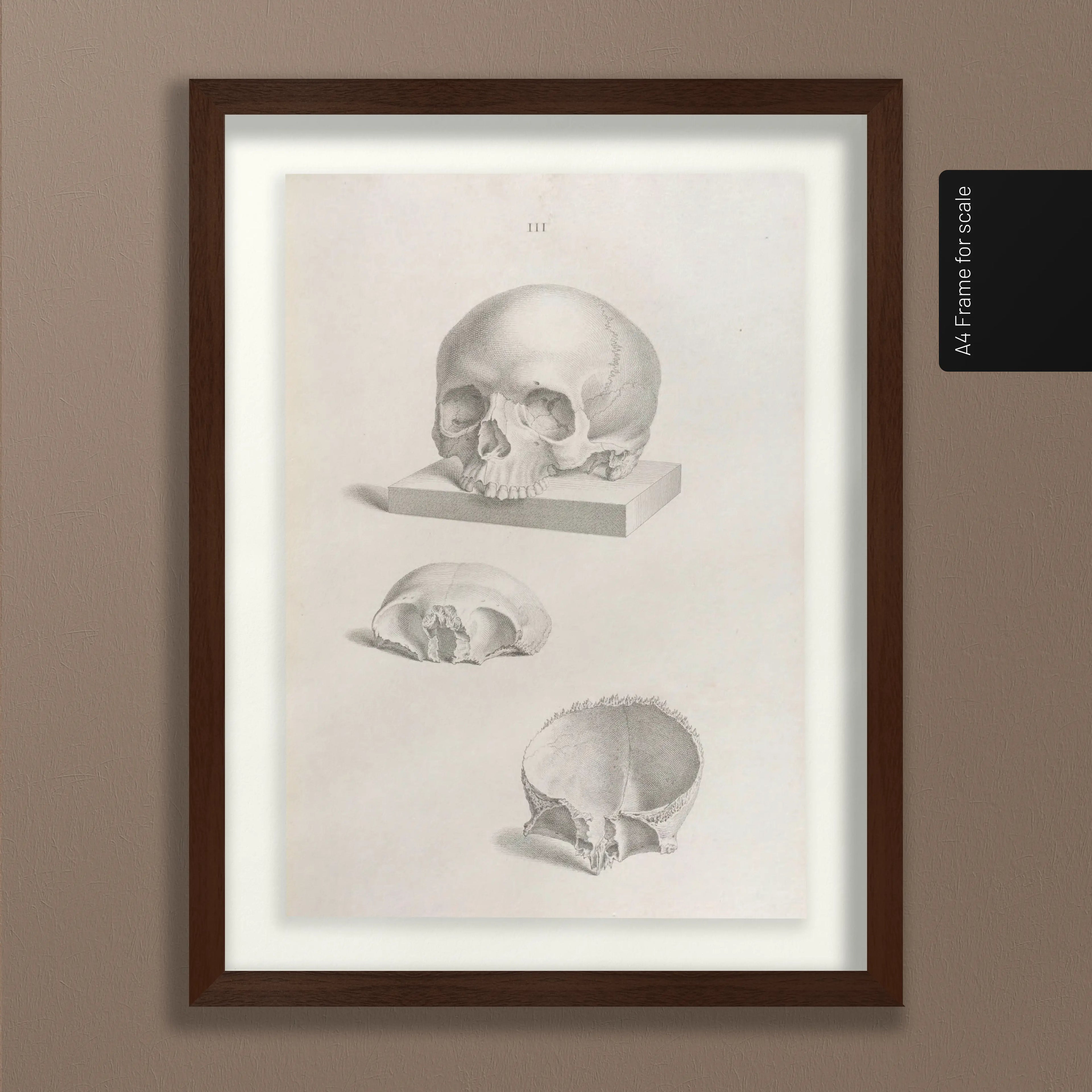 Anatomy: Plate No. 40