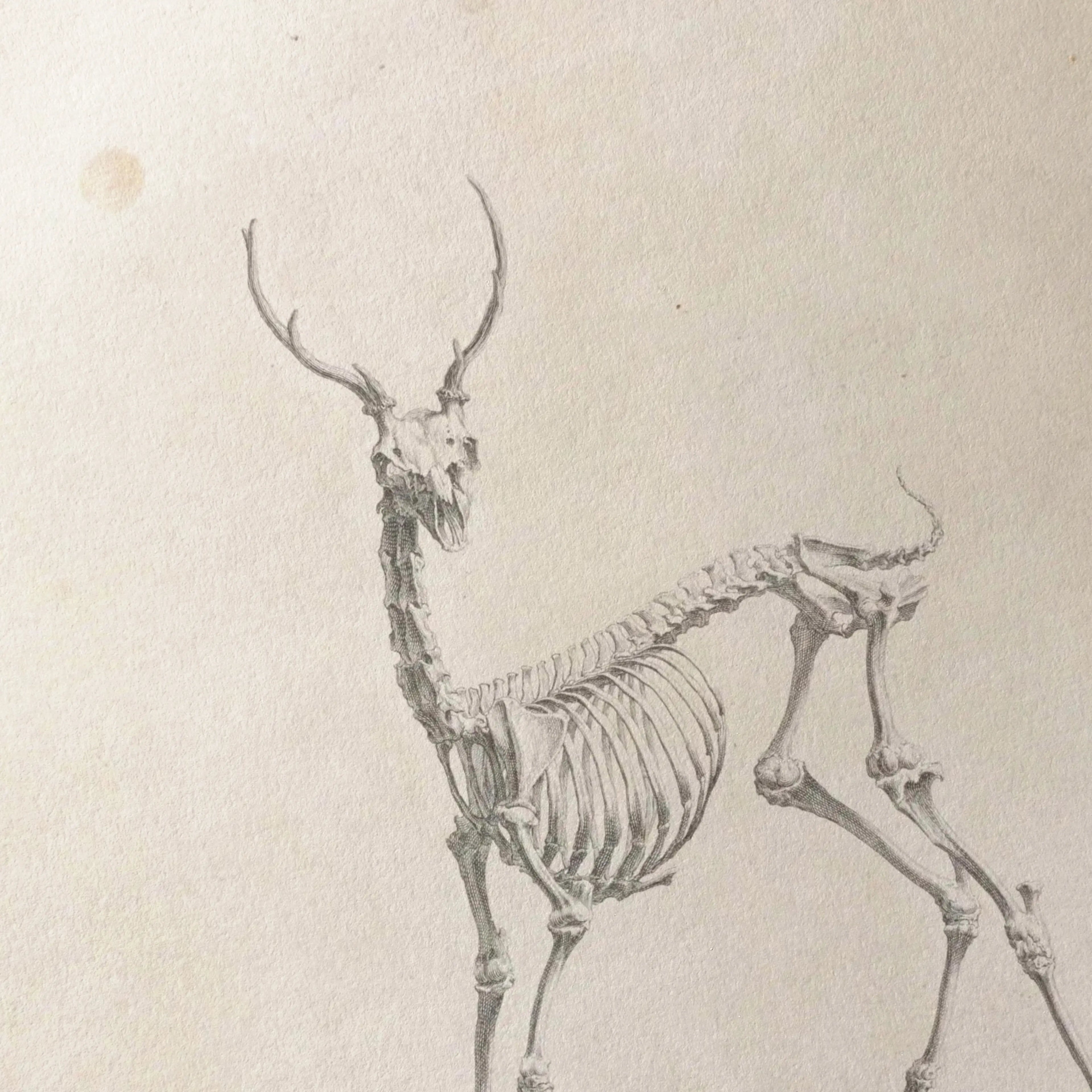 Anatomy: Plate No. 41