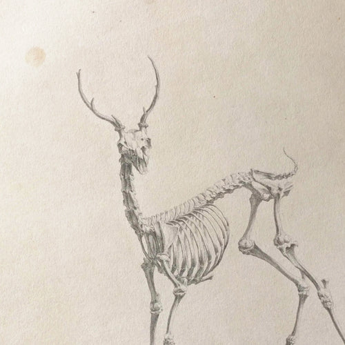 Anatomy: Plate No. 41