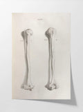 Anatomy: Plate No. 42