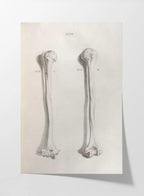 Anatomy: Plate No. 42