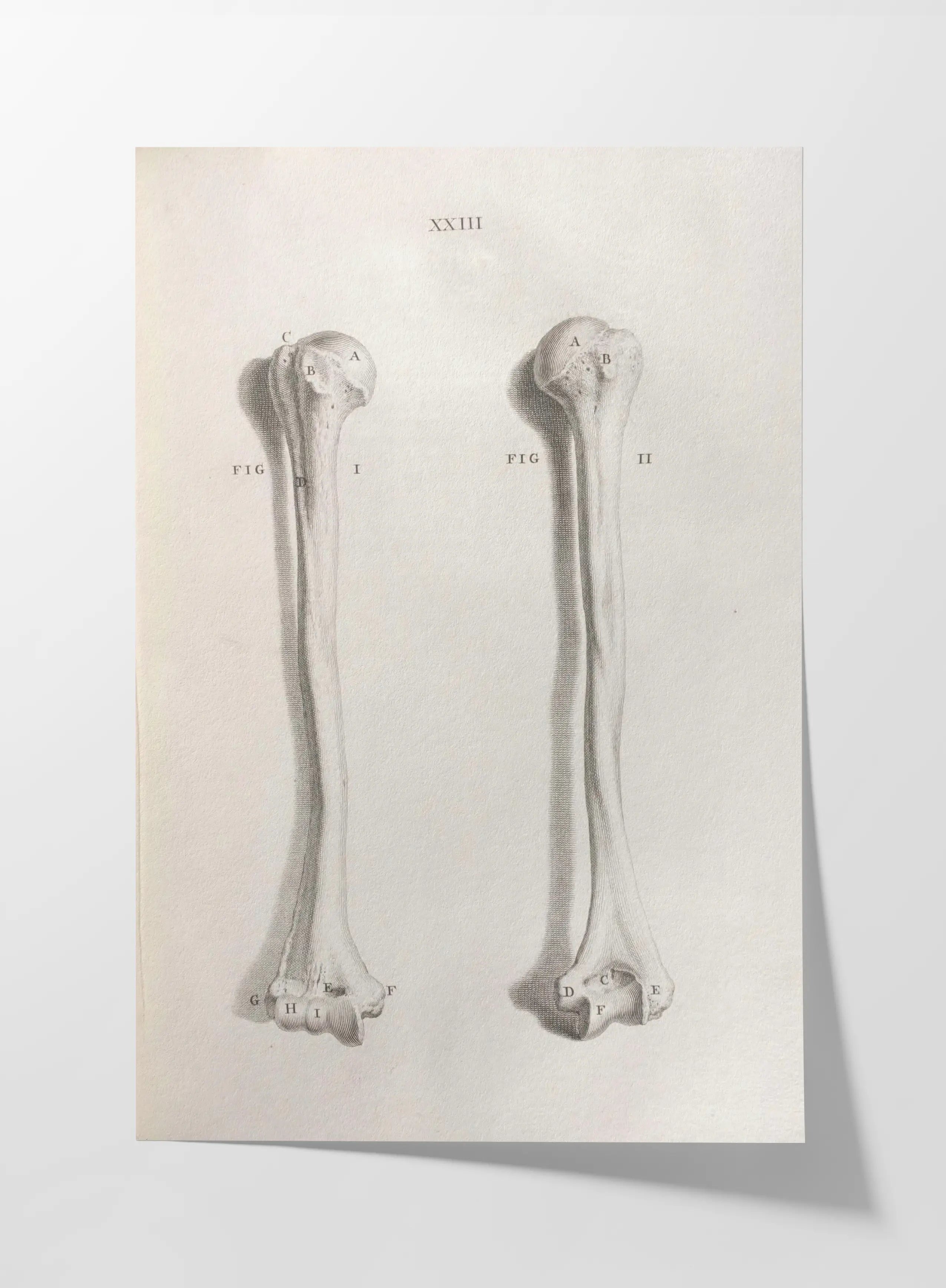 Anatomy: Plate No. 42