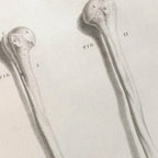 Anatomy: Plate No. 42