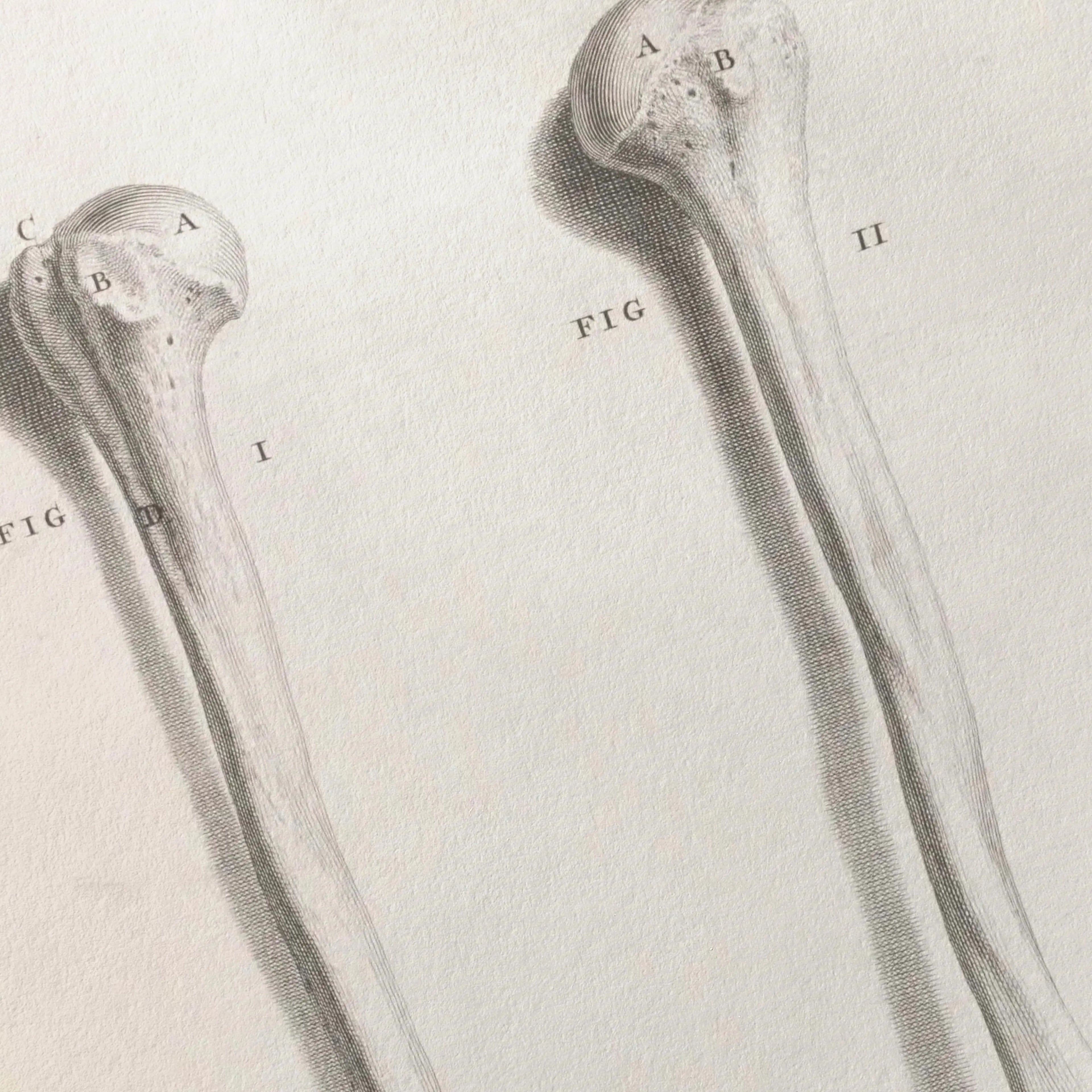 Anatomy: Plate No. 42
