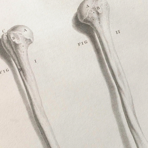 Anatomy: Plate No. 42