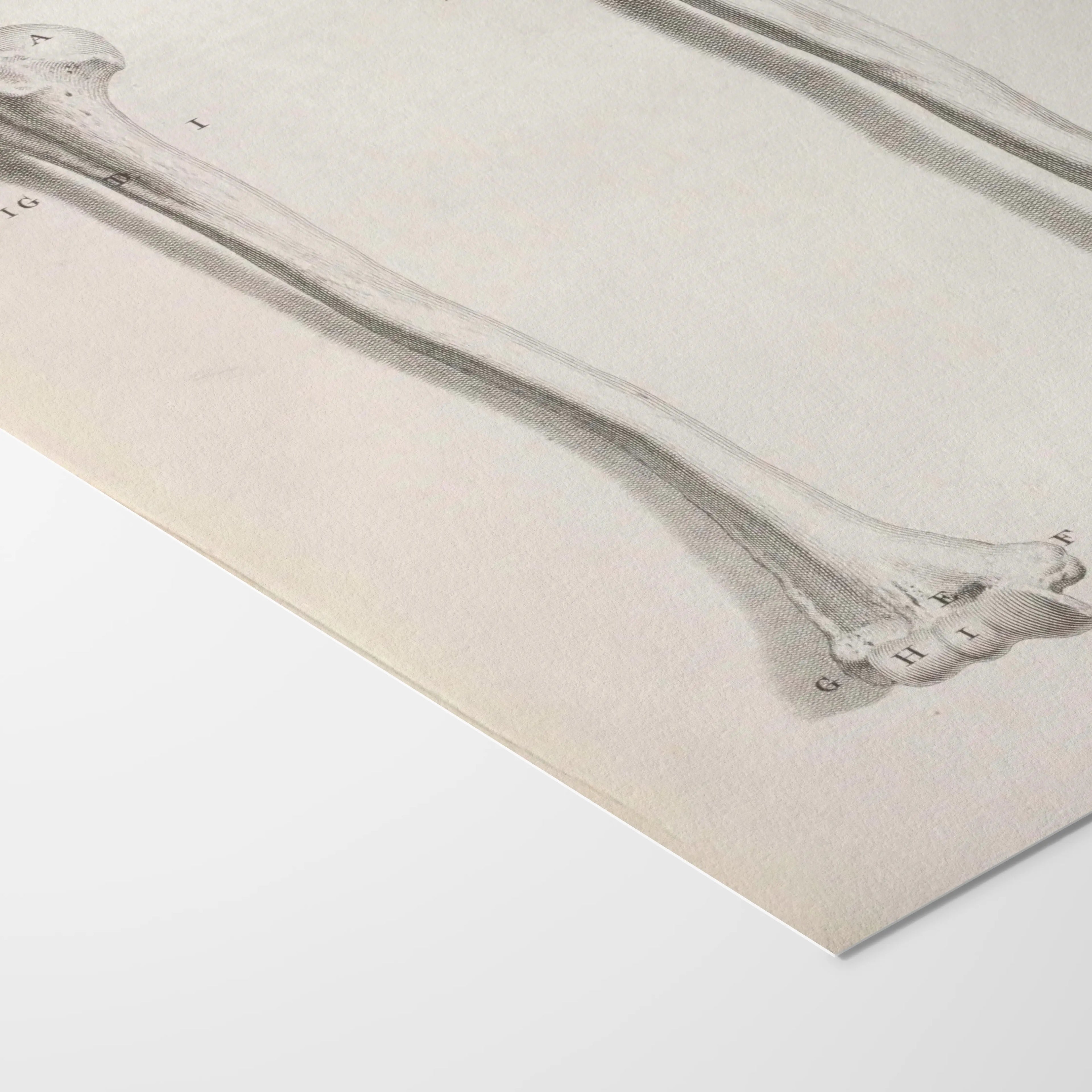 Anatomy: Plate No. 42